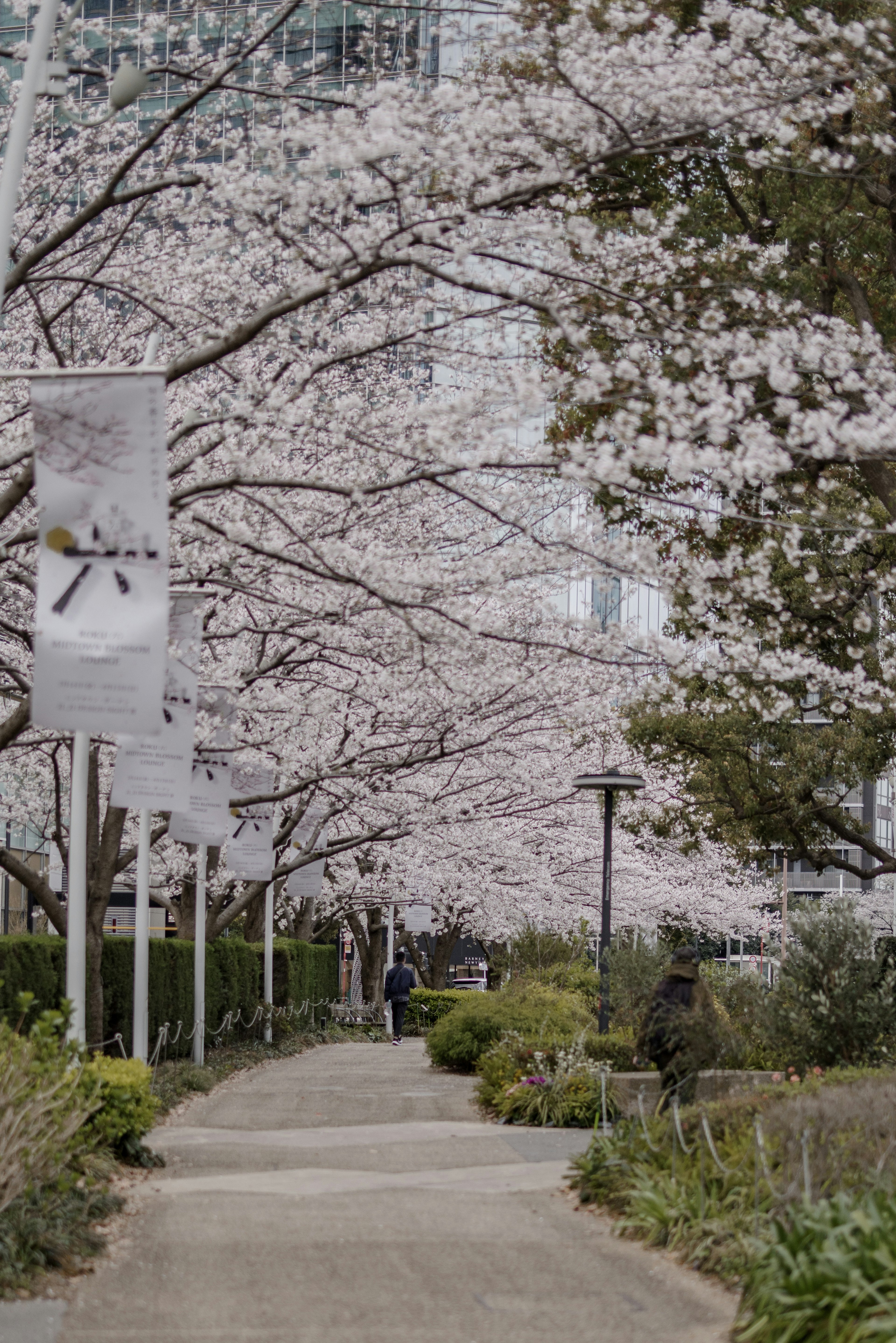 Pathway lined with cherry blossom trees and blooming white flowers