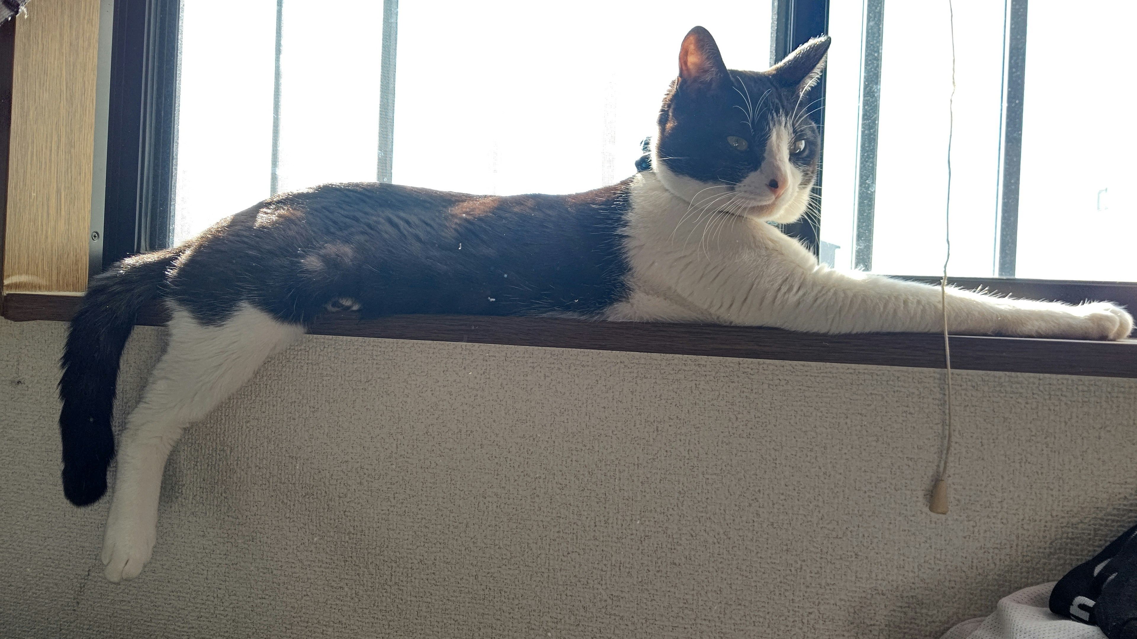 A cat lounging on a windowsill with a relaxed posture