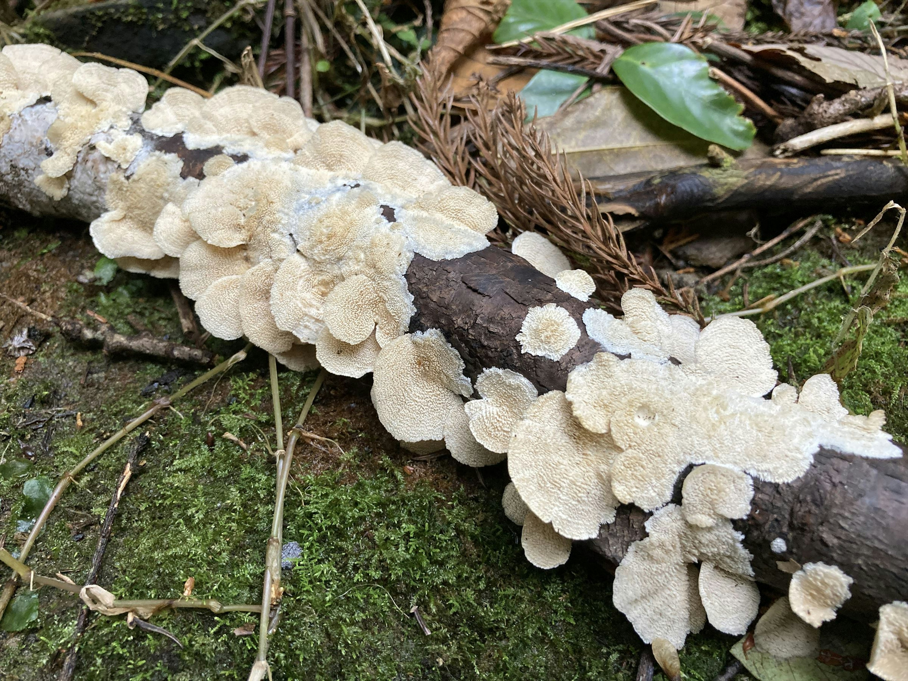 A log covered with clusters of white mushrooms in a forest setting