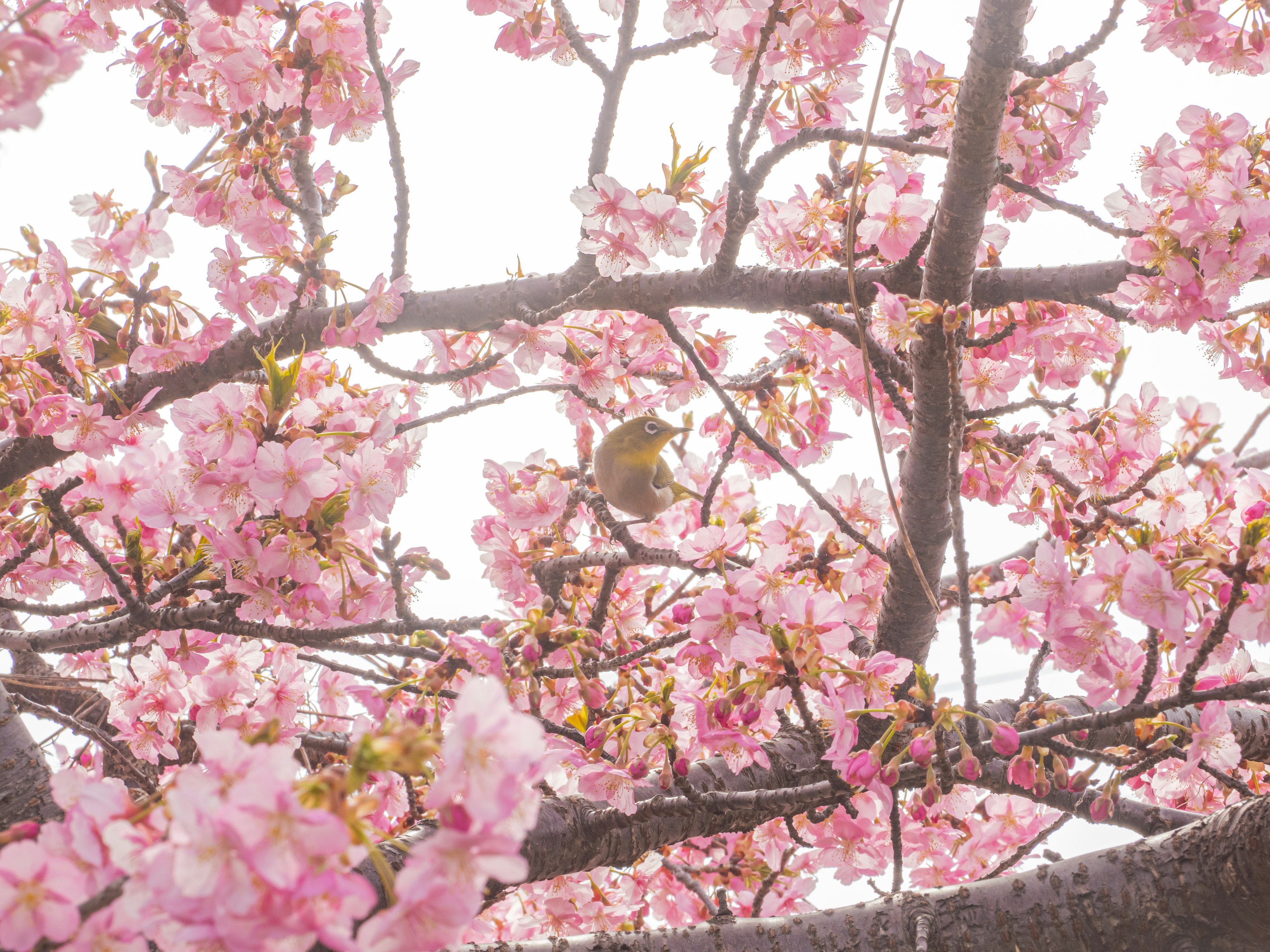 桜の花が咲く枝に小鳥がいる風景