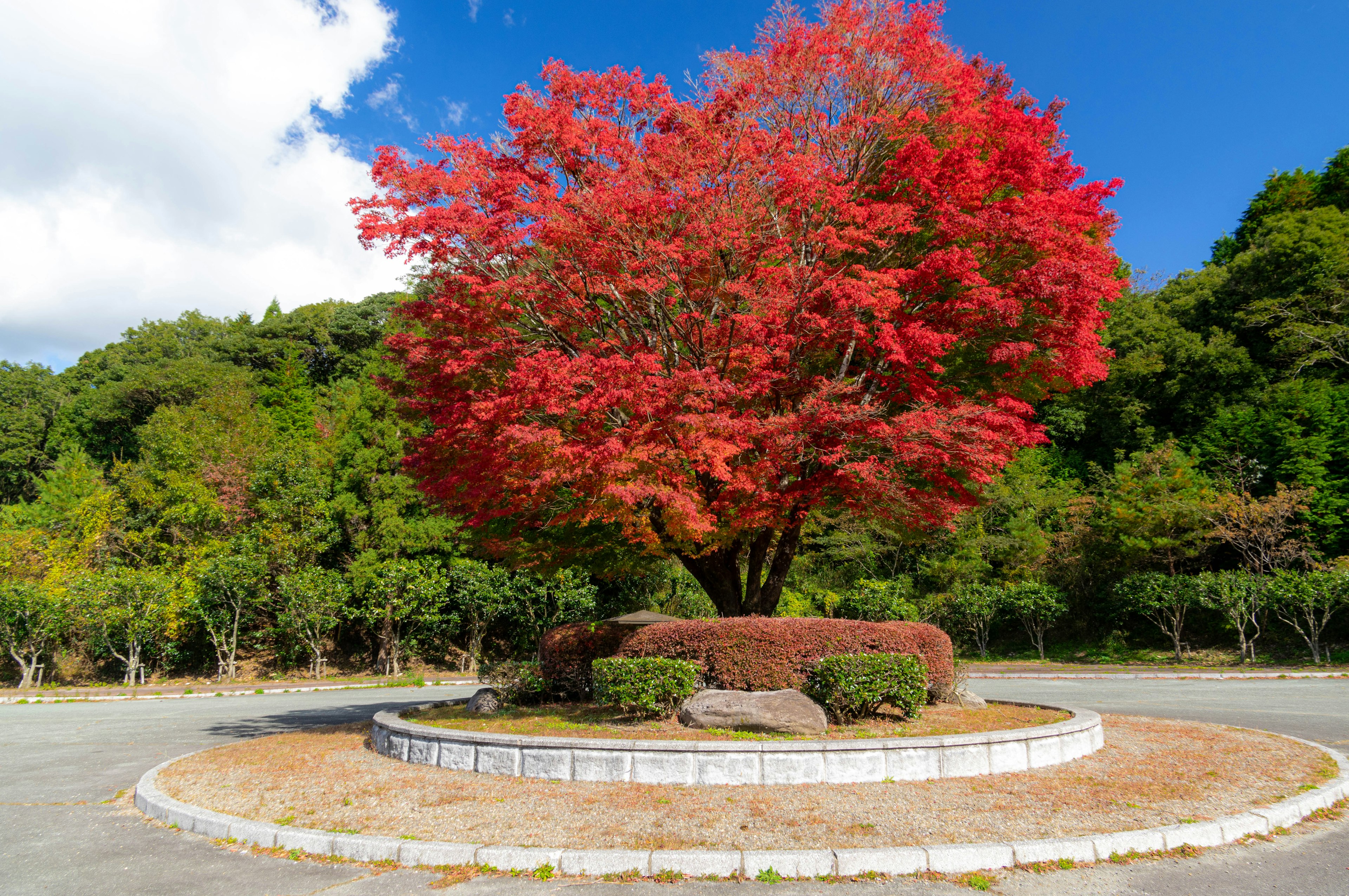 Un gran árbol con hojas rojas vibrantes se alza contra un fondo verde