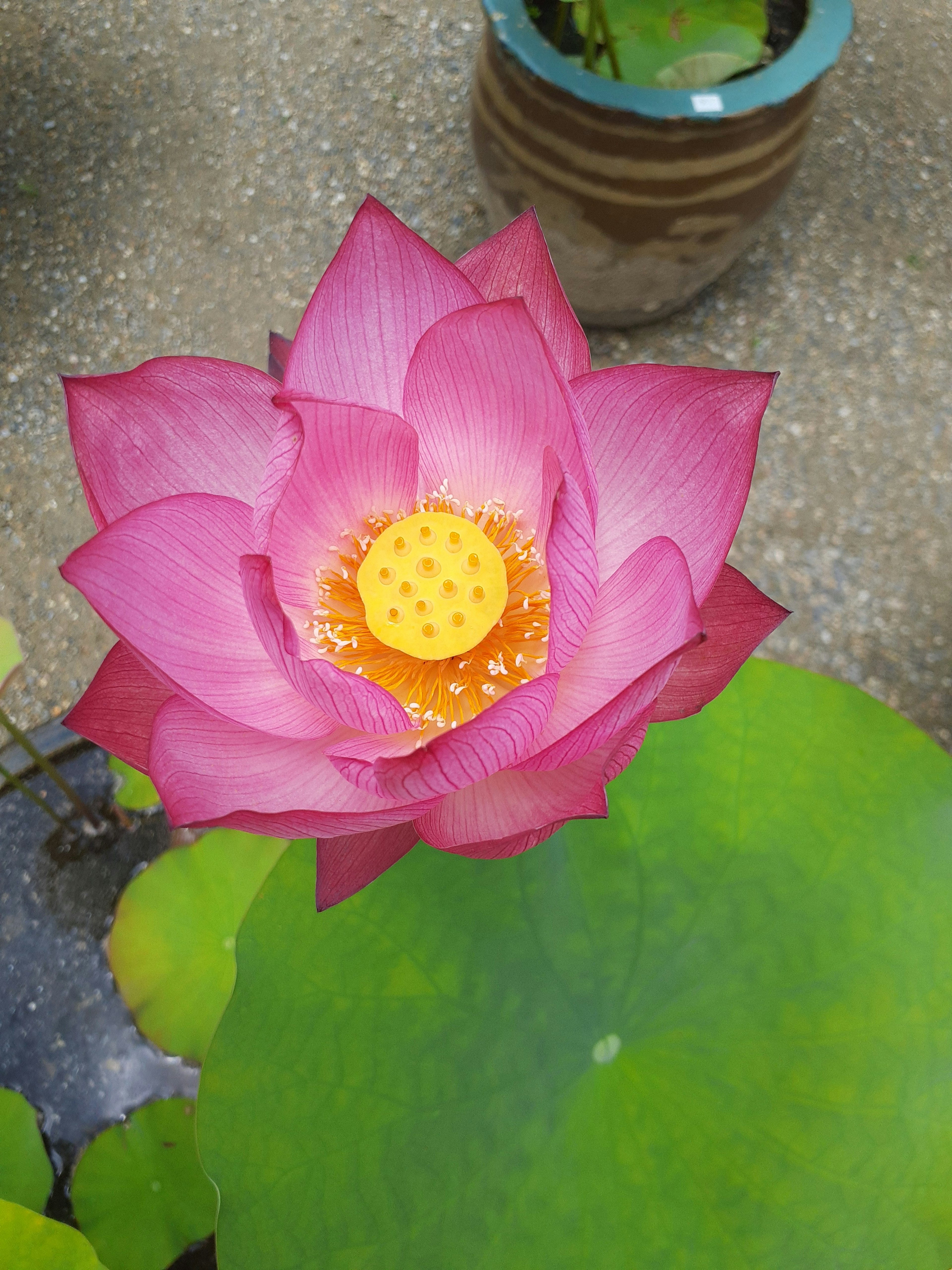 Une belle fleur de lotus rose épanouie sur des feuilles vertes