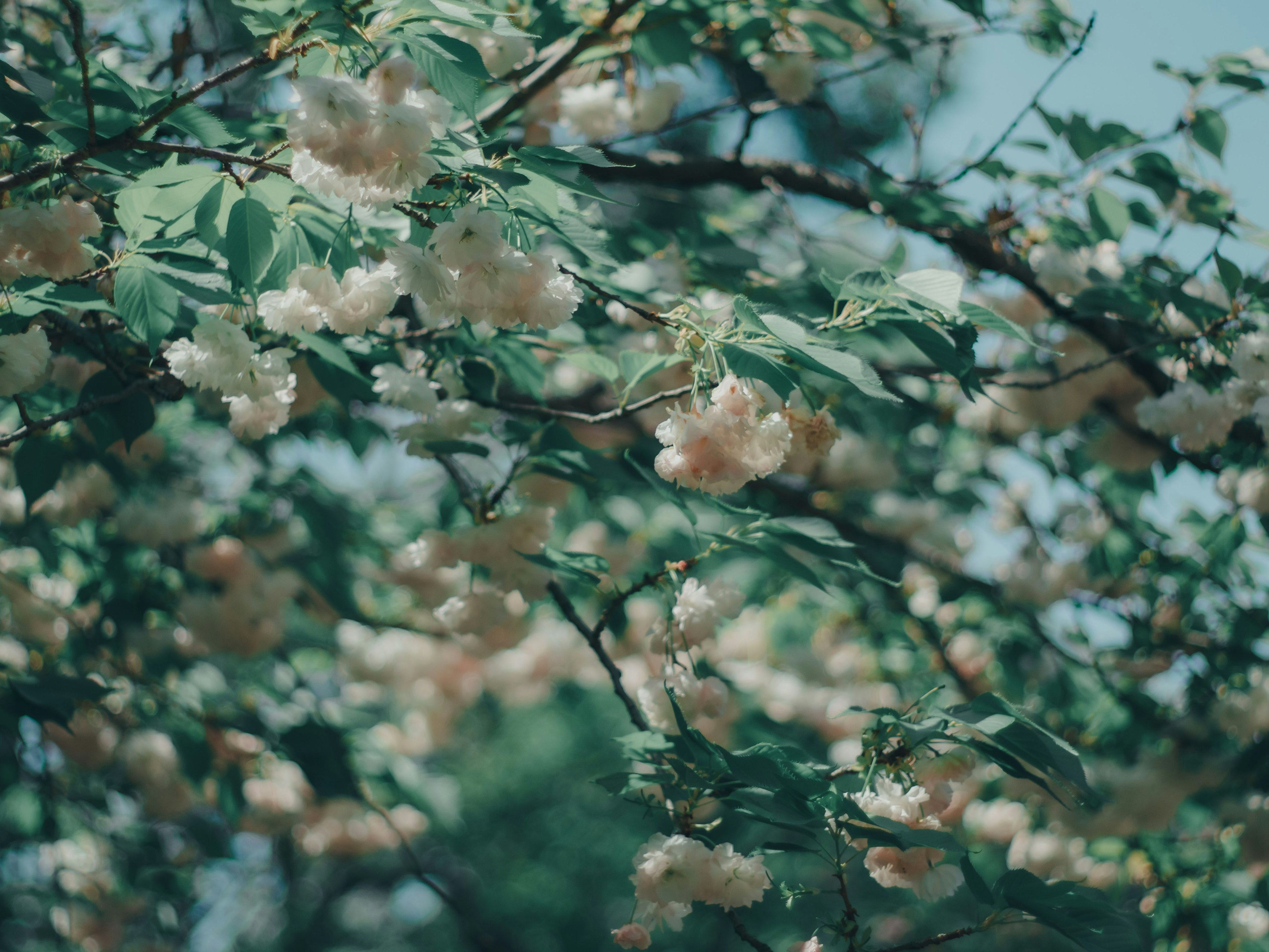 Zarte Blumen und grüne Blätter unter einem blauen Himmel, die eine ruhige Naturszene schaffen