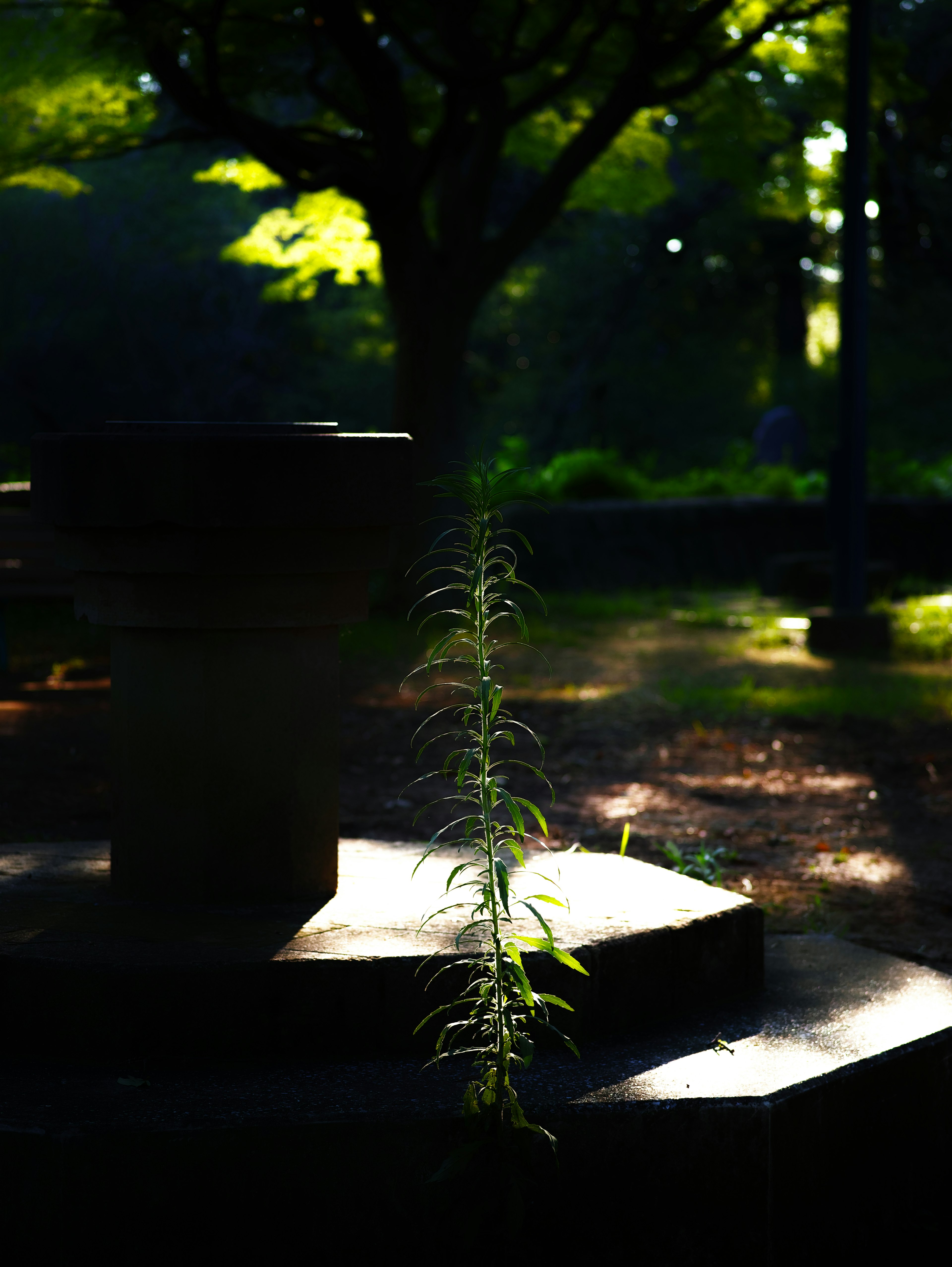 薄暗い背景に立つ植物が石の上に生えている