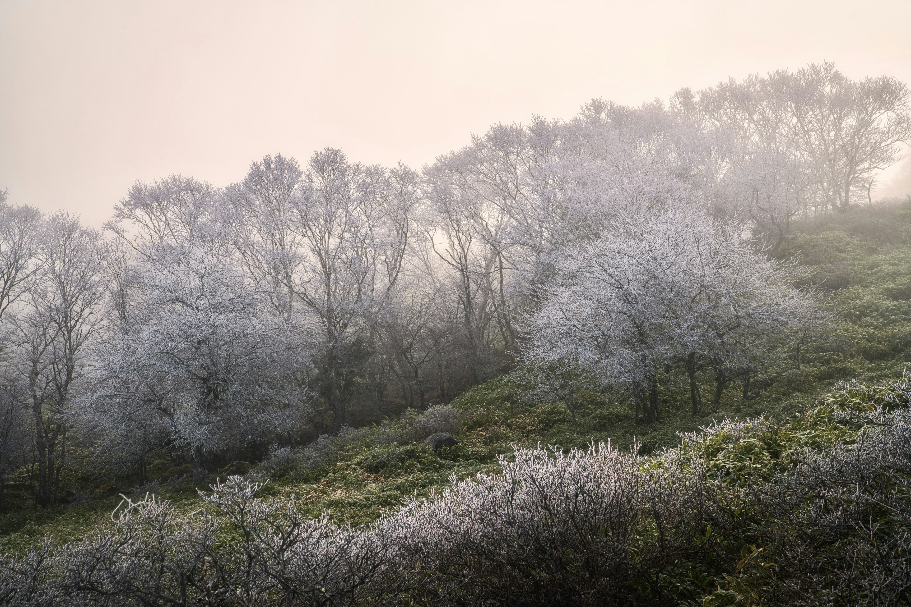 Paisaje de árboles con flores blancas en la niebla