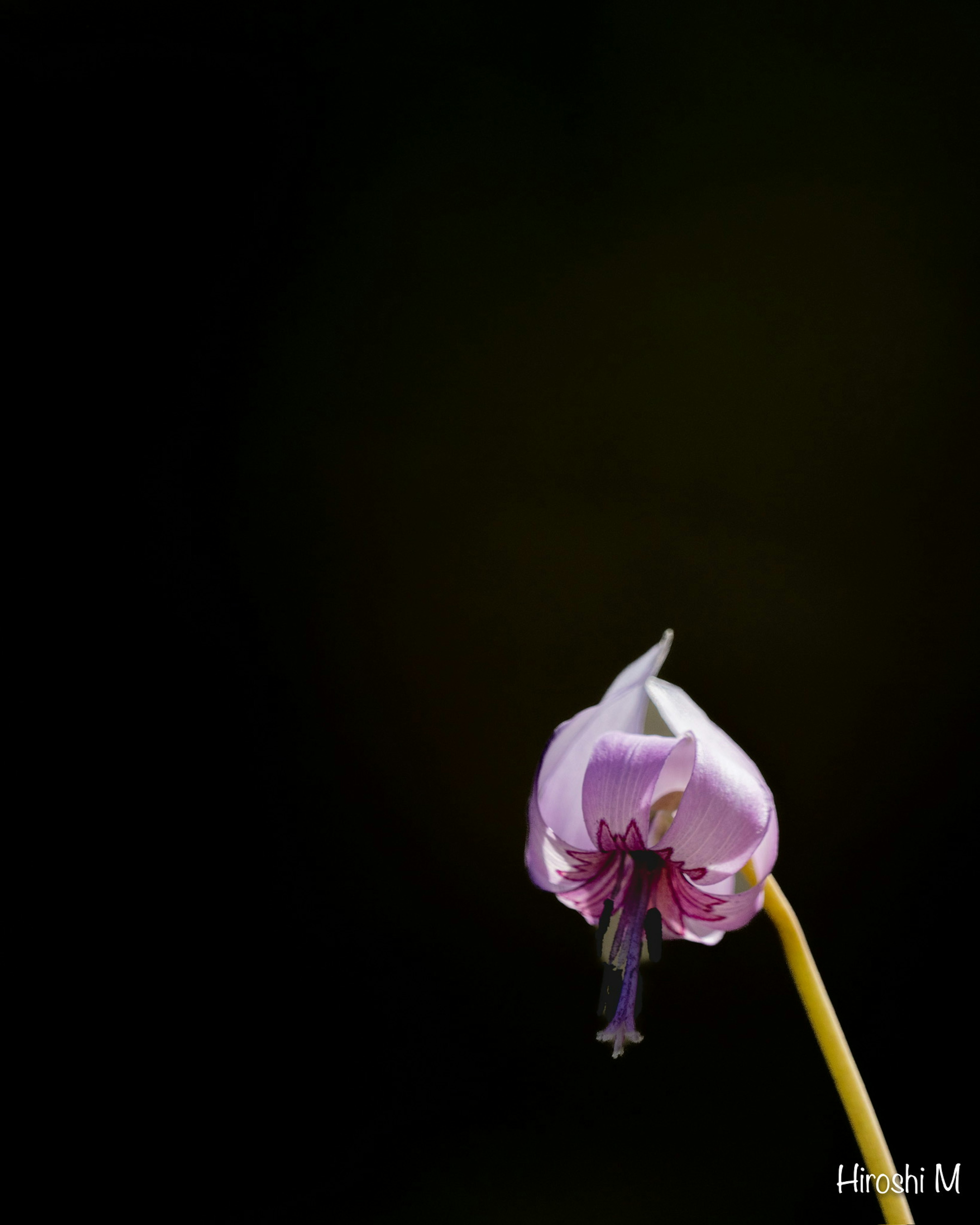 Fiore di orchidea con petali viola chiaro spicca su uno sfondo scuro