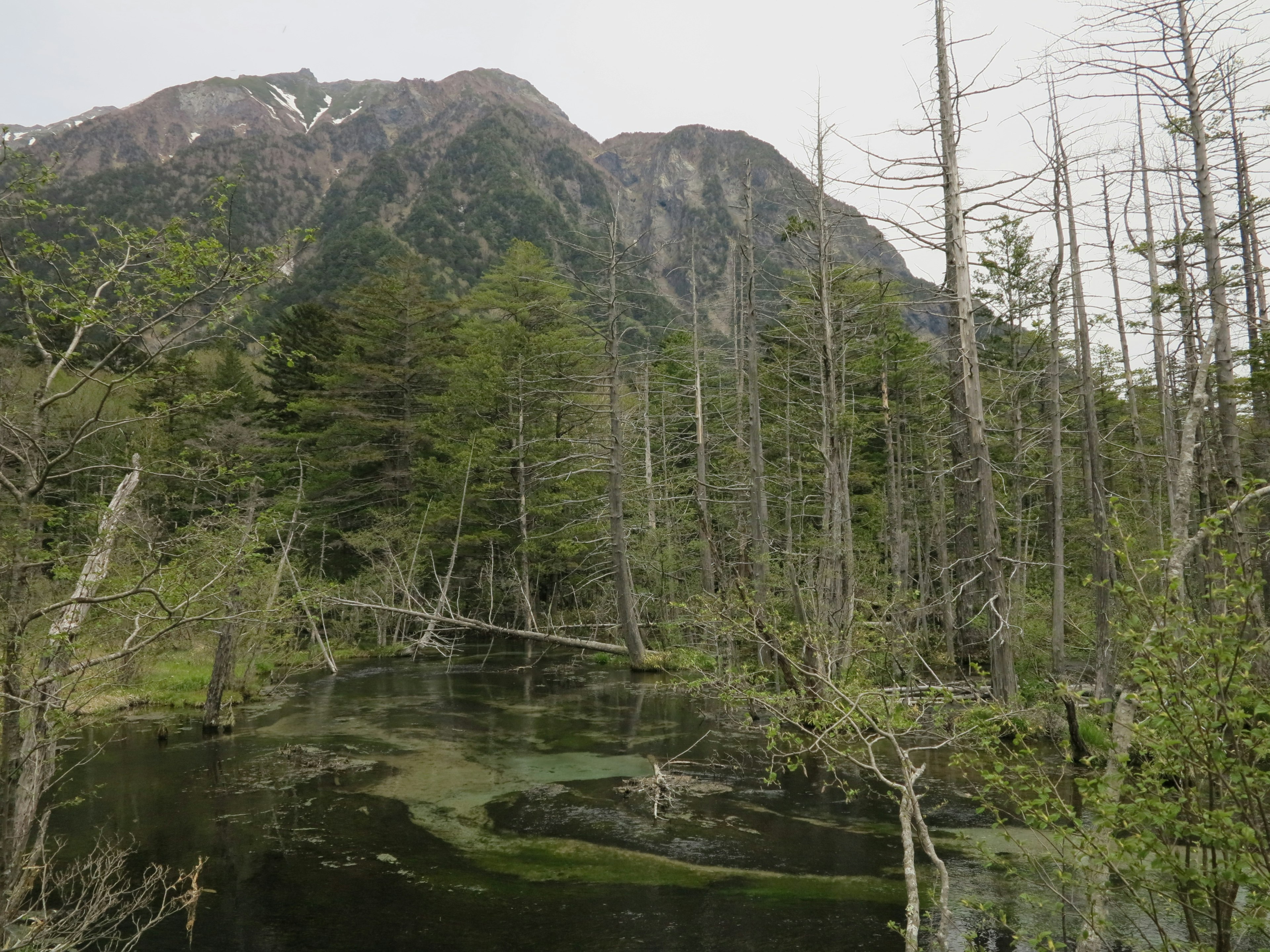 Vista escénica de montañas y agua con árboles verdes y árboles muertos