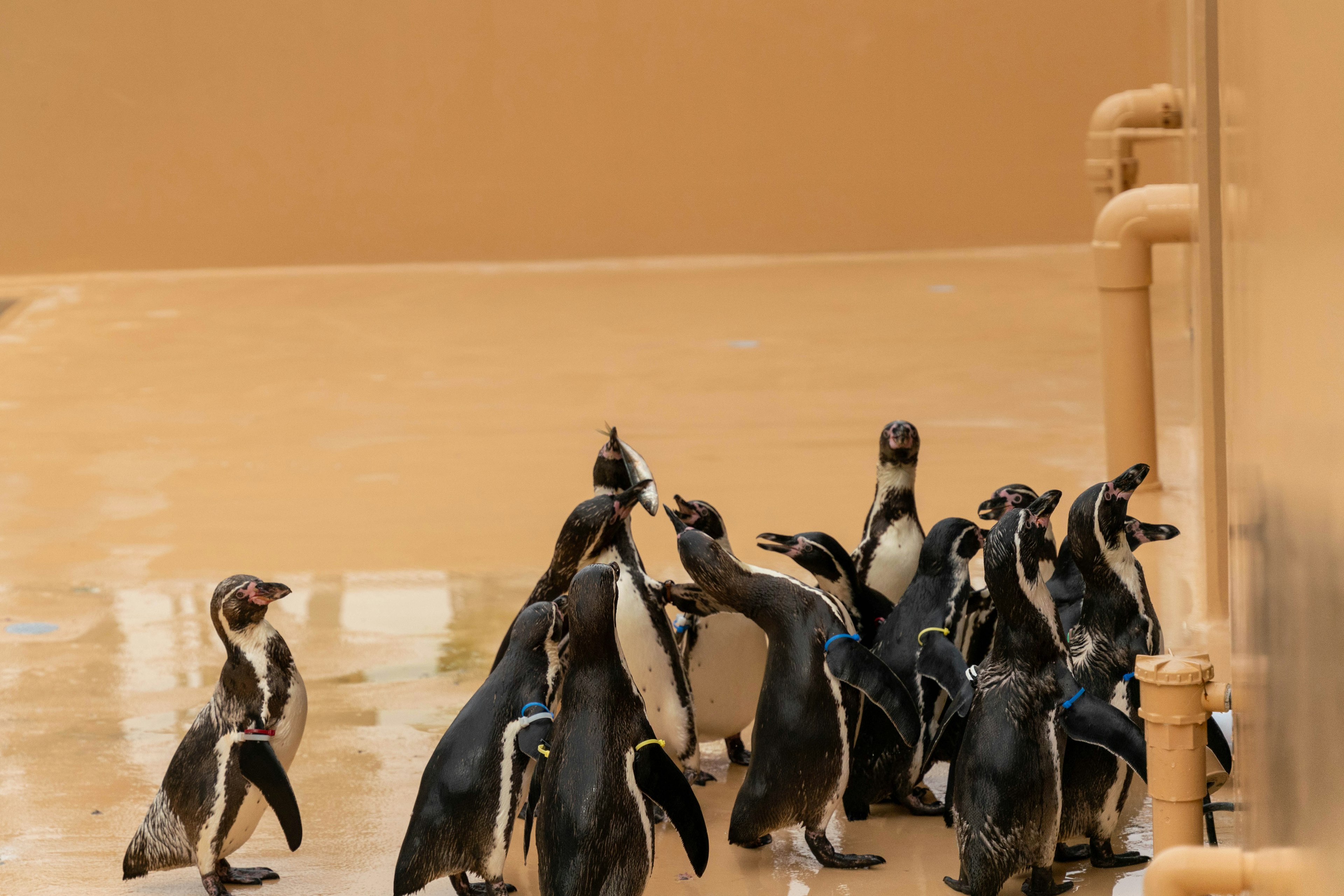 A group of penguins gathered near a puddle