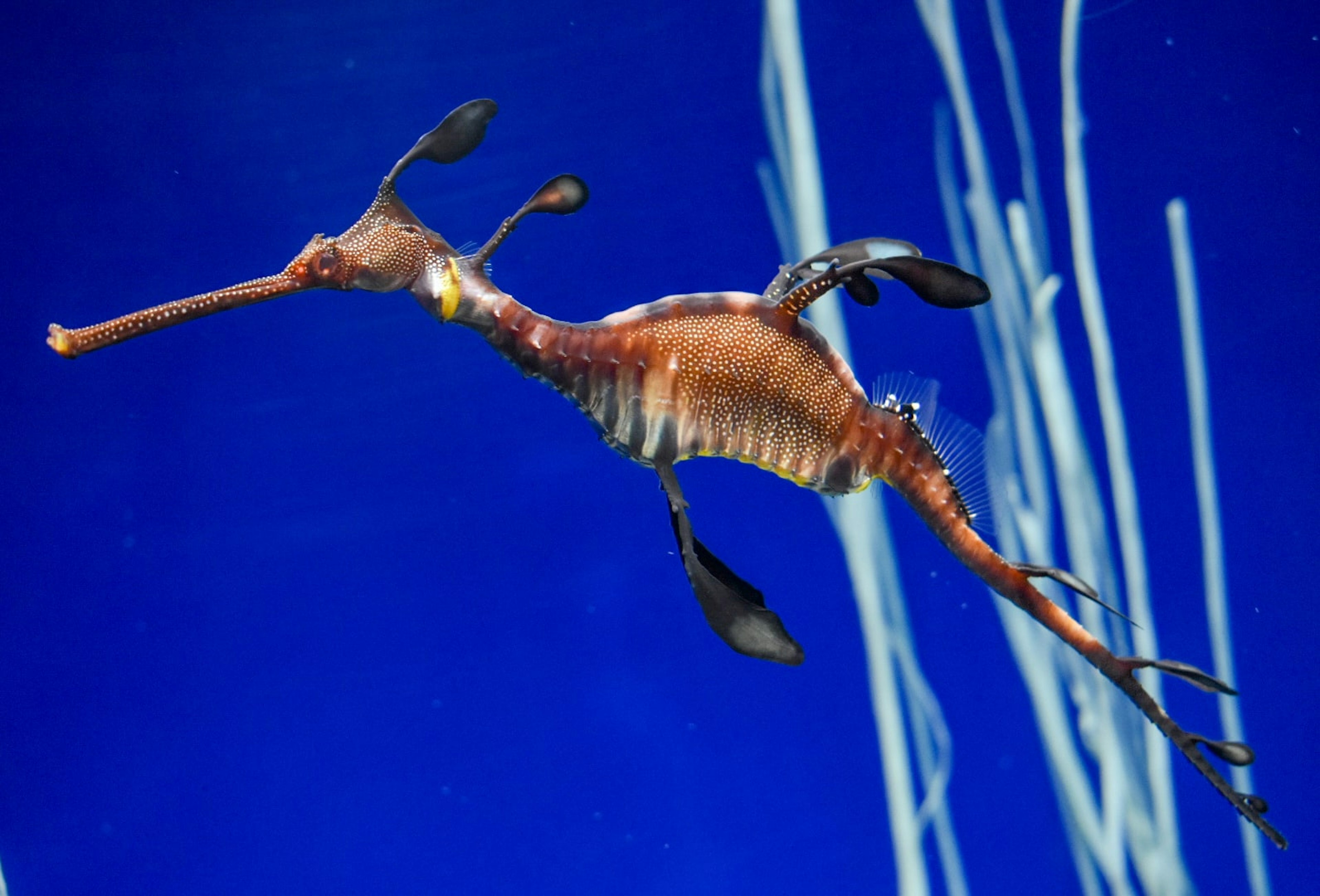 Aspetto unico di un drago marino foglioso che nuota in acqua blu