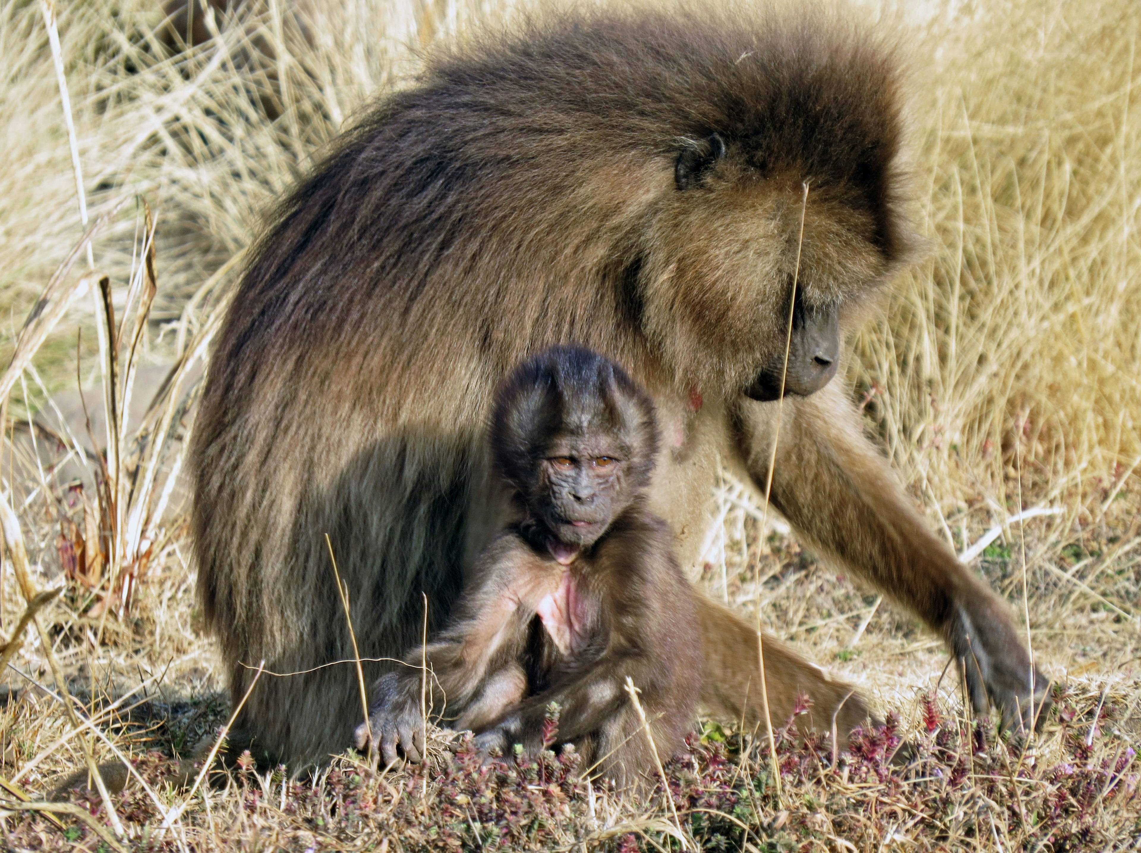 Una madre babuino y su bebé sentados en un área cubierta de hierba