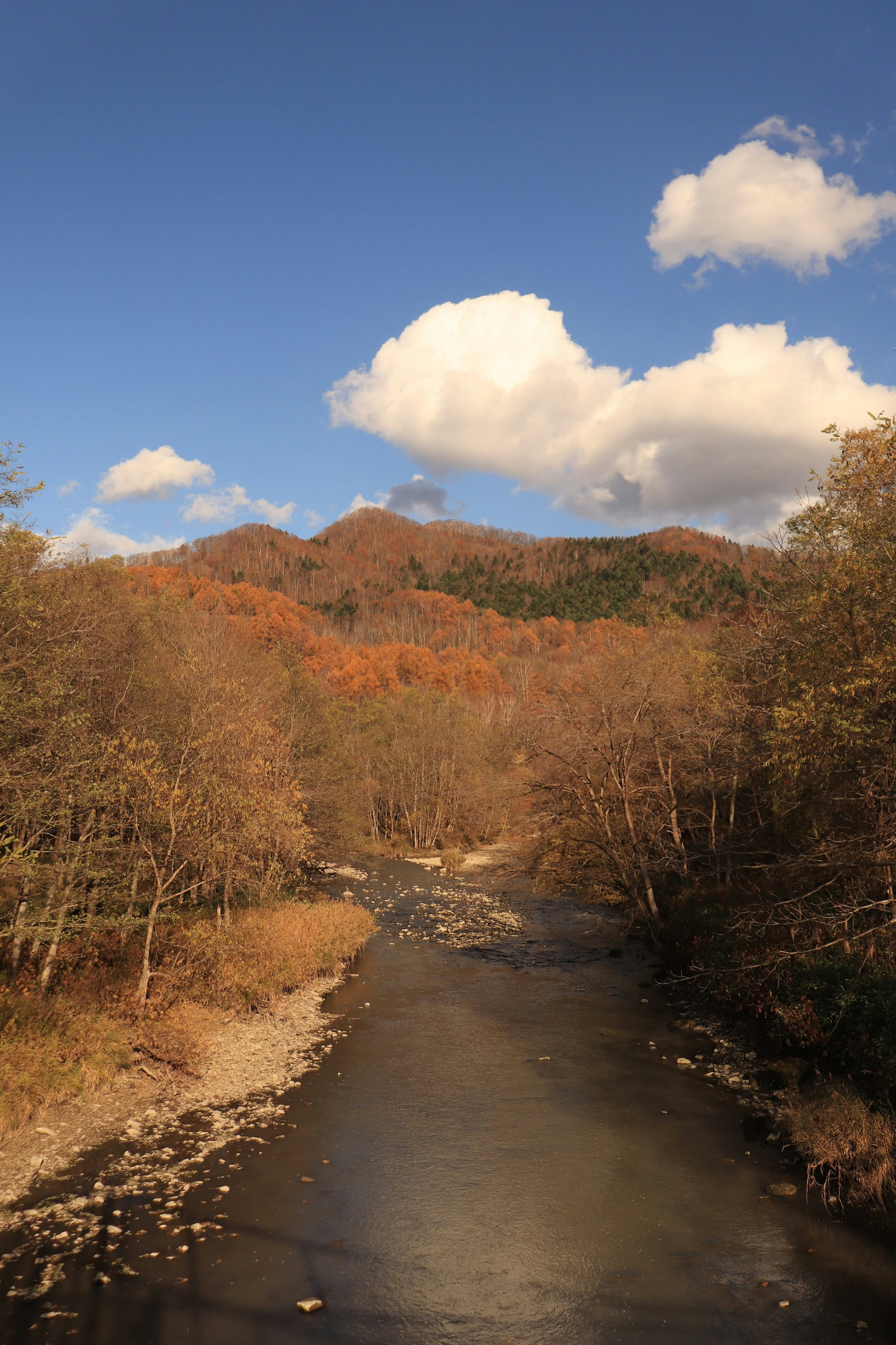 秋の色づいた木々と青空が広がる川の風景