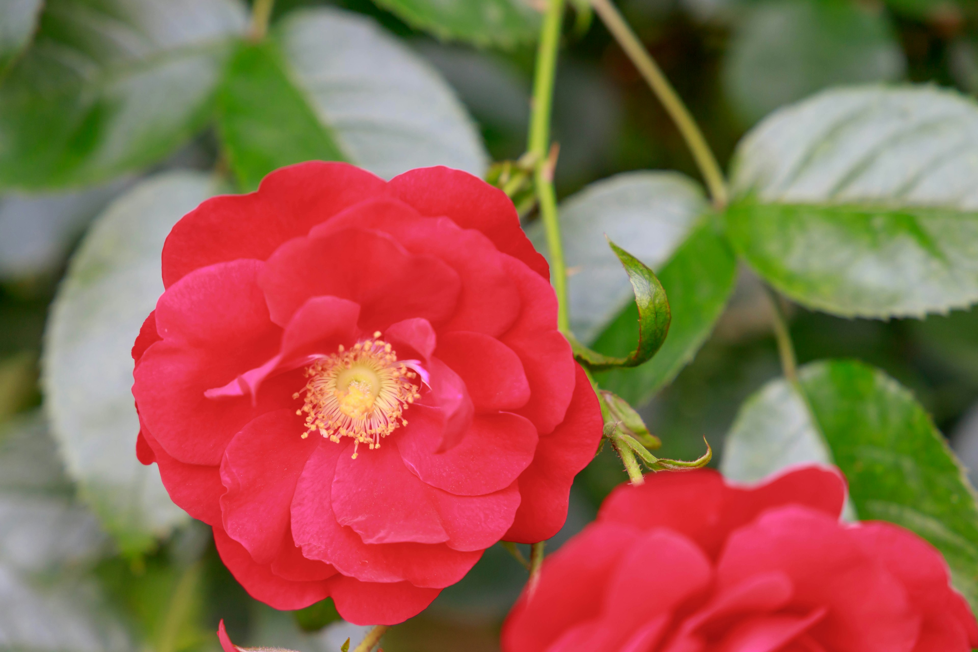 鮮やかな赤いバラの花が緑の葉の間で咲いている