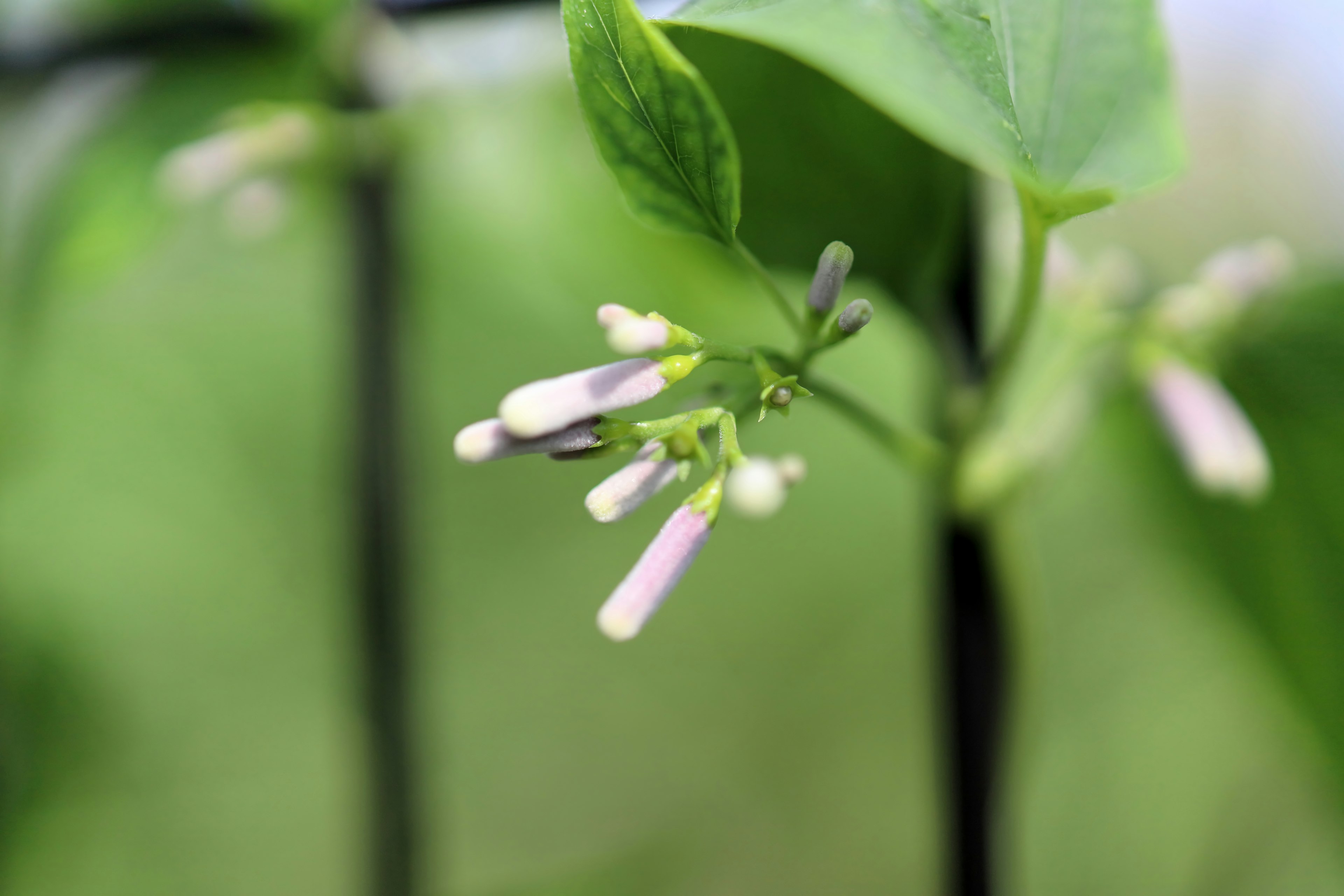 緑の葉と紫色の花を持つ植物のクローズアップ