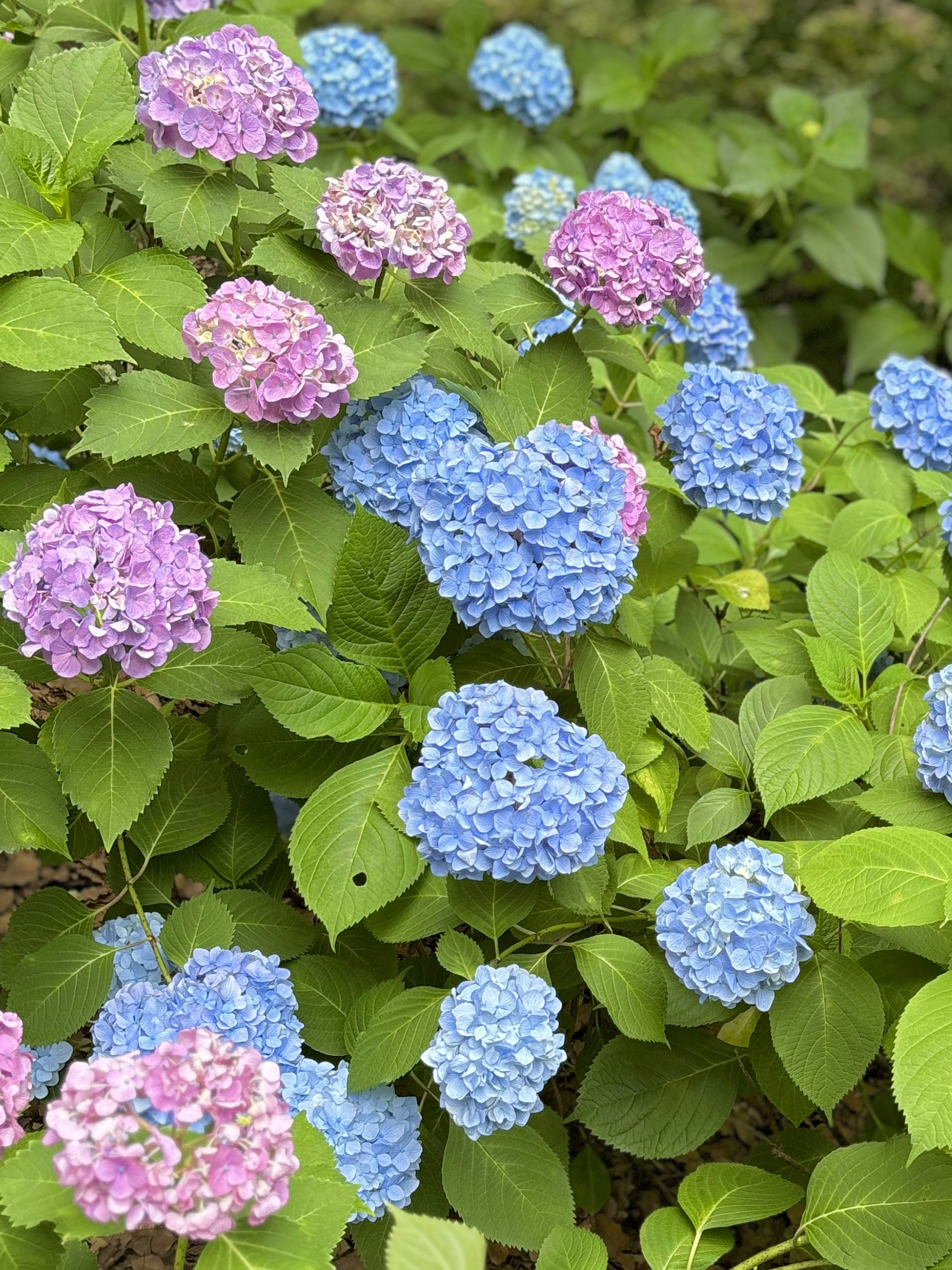 다채로운 수국이 피어있는 정원 풍경