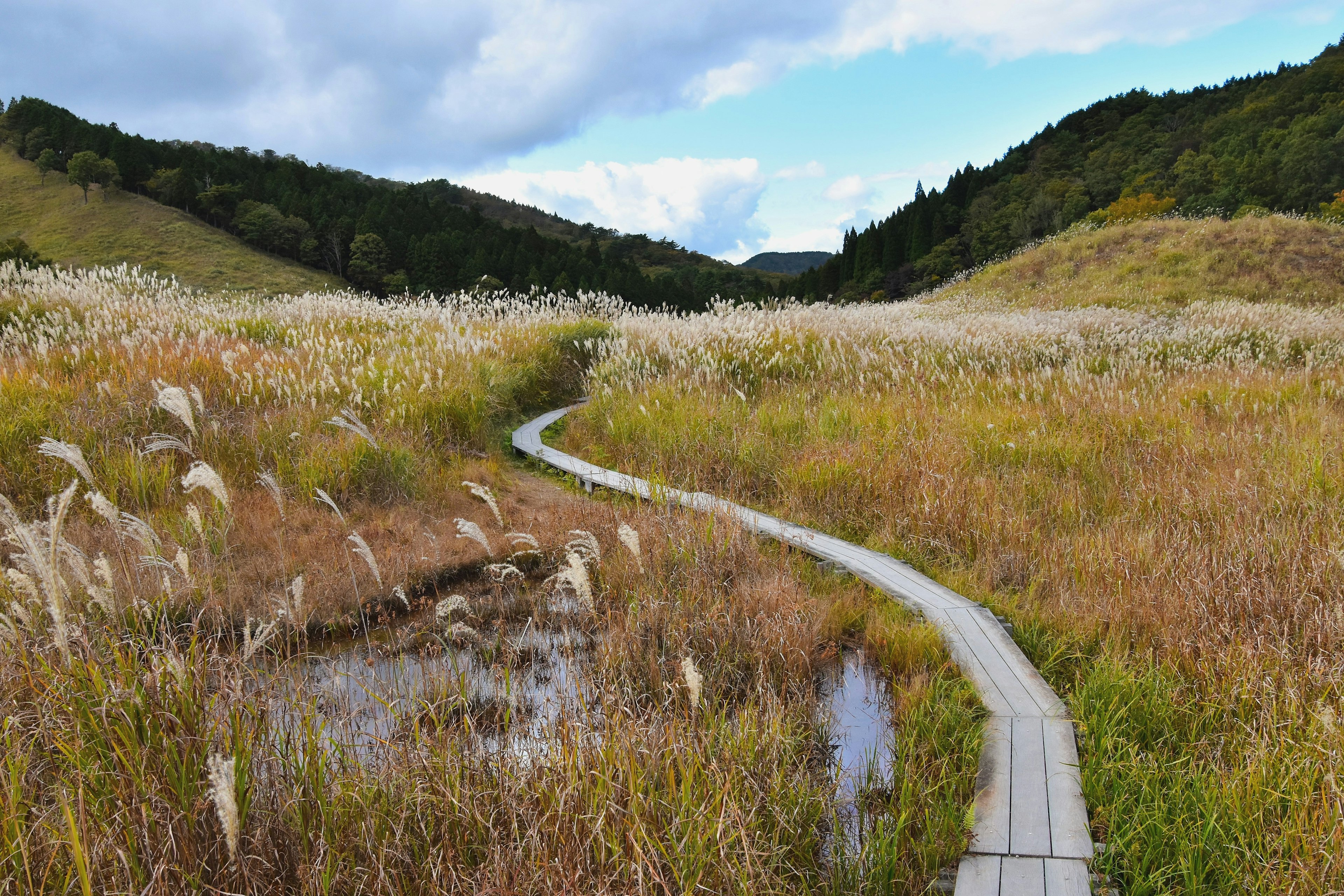 Paisaje sereno con un camino sinuoso a través de hierbas altas