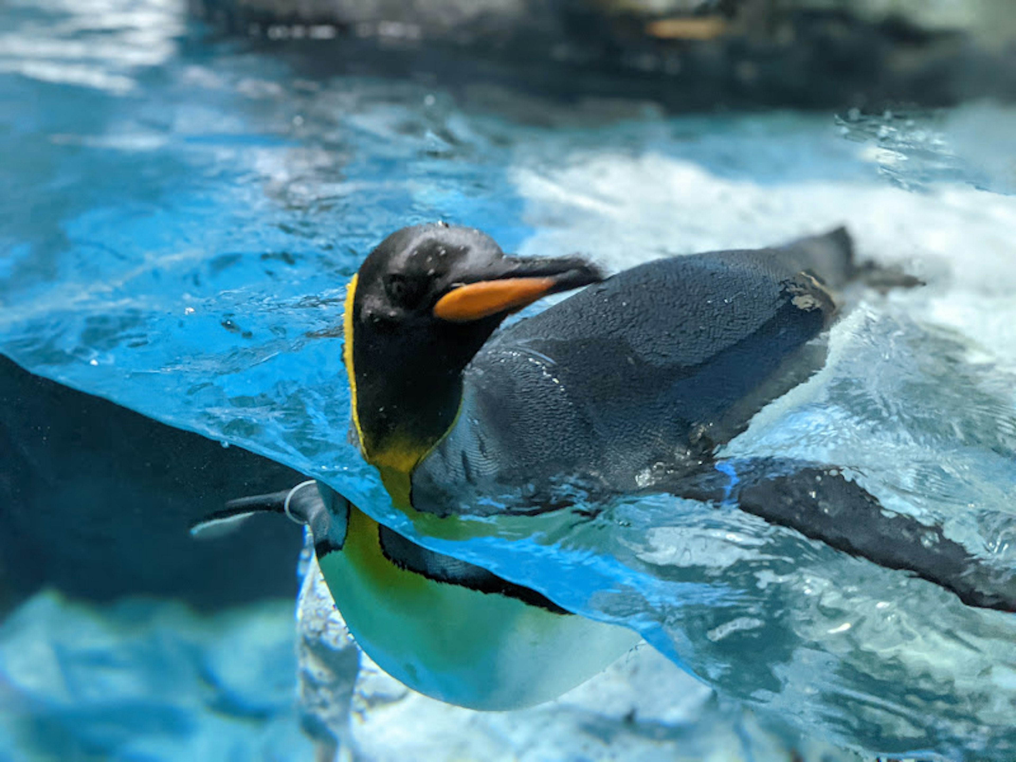 Gros plan d'un pingouin nageant sous l'eau