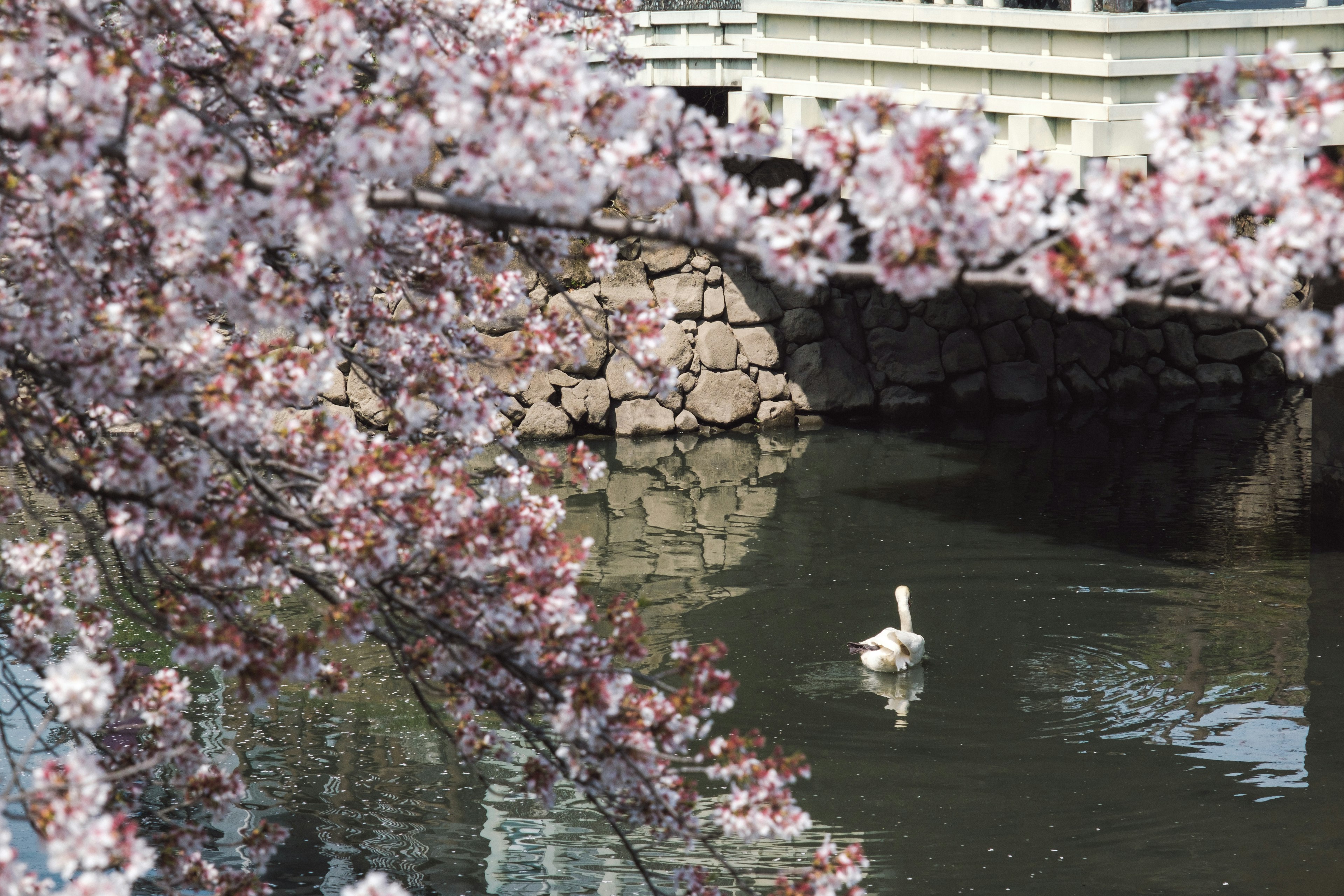 桜の花が咲く川の上にかかる橋と水面に浮かぶ白鳥