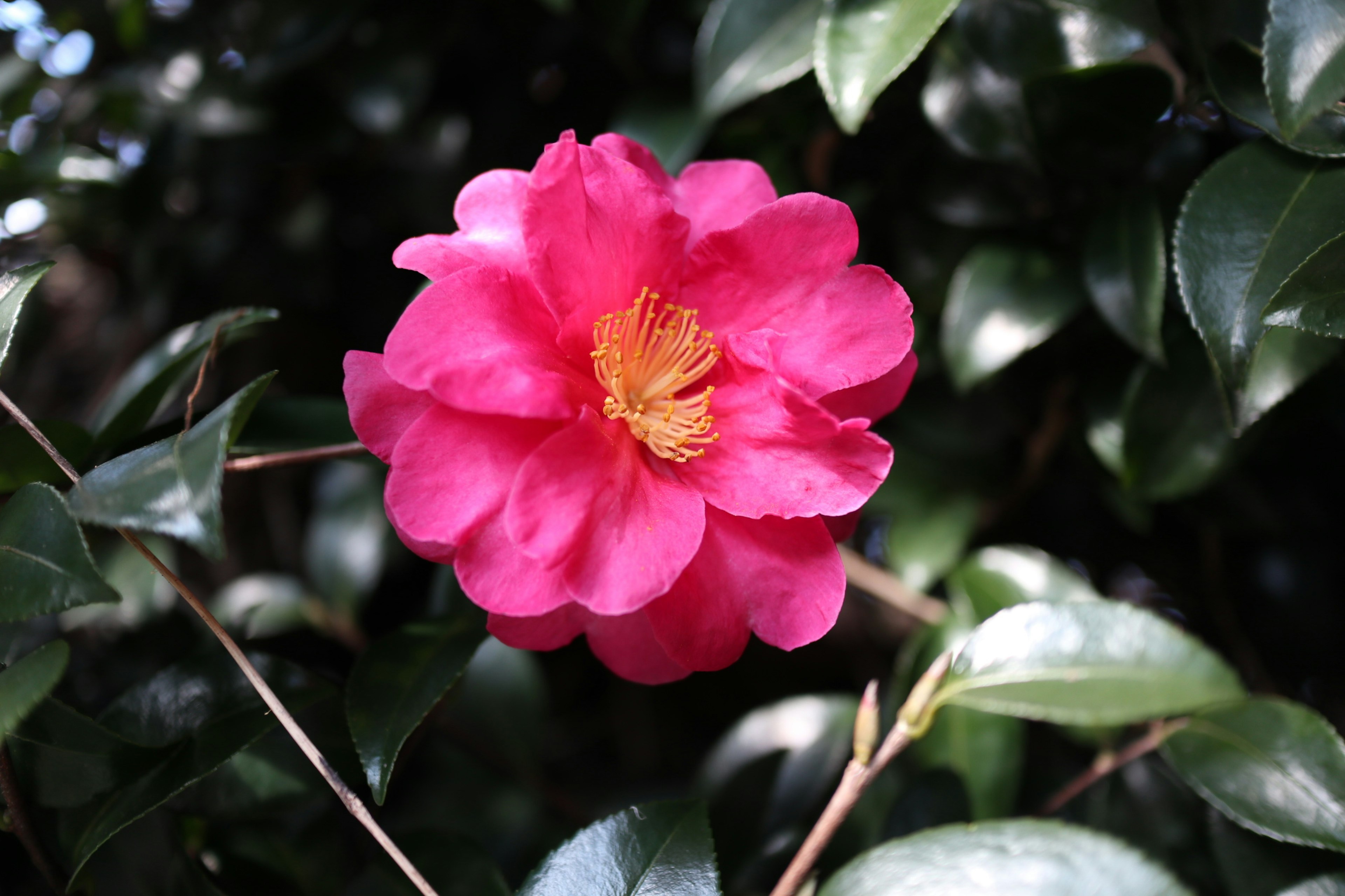 鮮やかなピンクの花が緑の葉に囲まれている