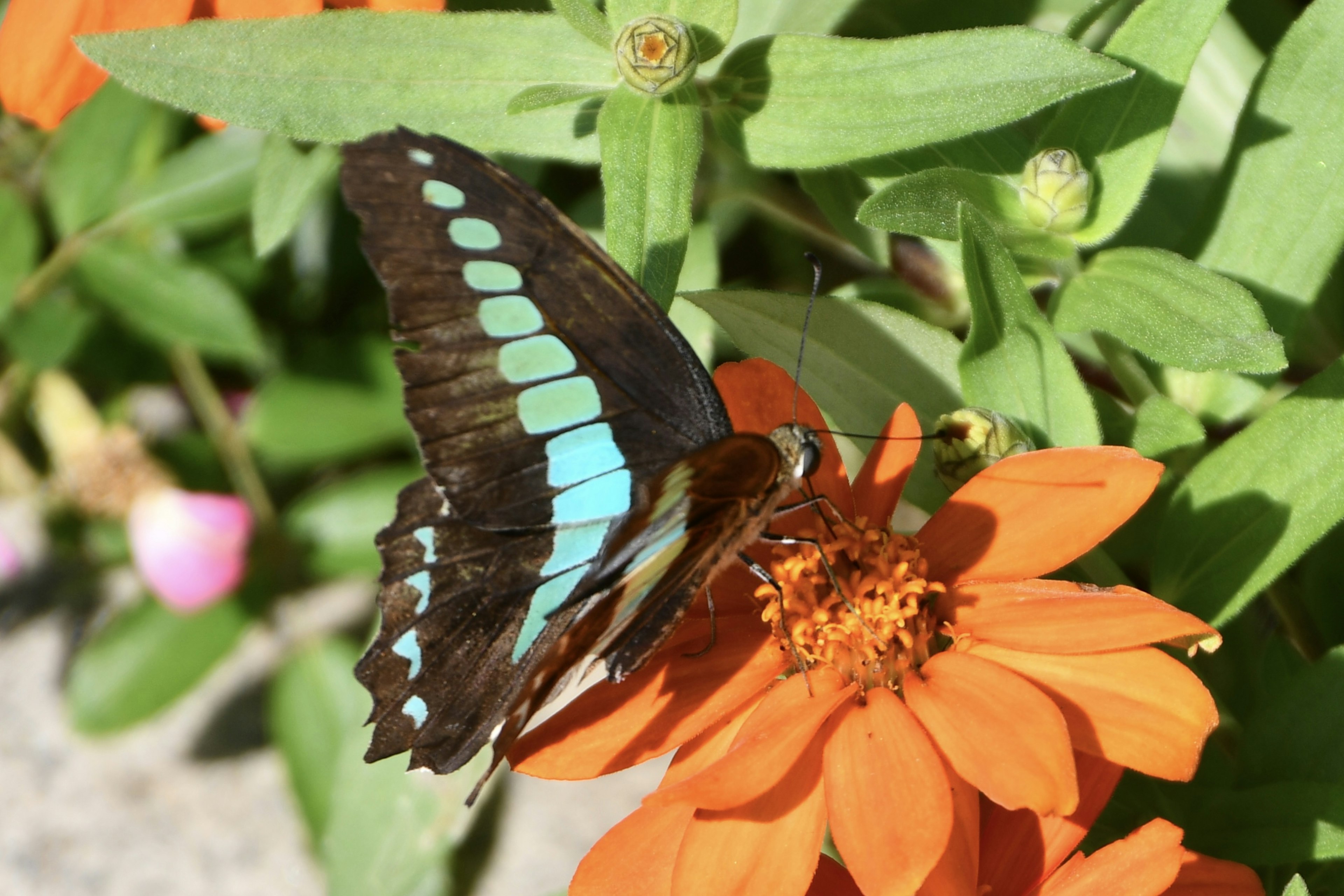 青い斑点がある黒い蝶がオレンジの花に止まっている