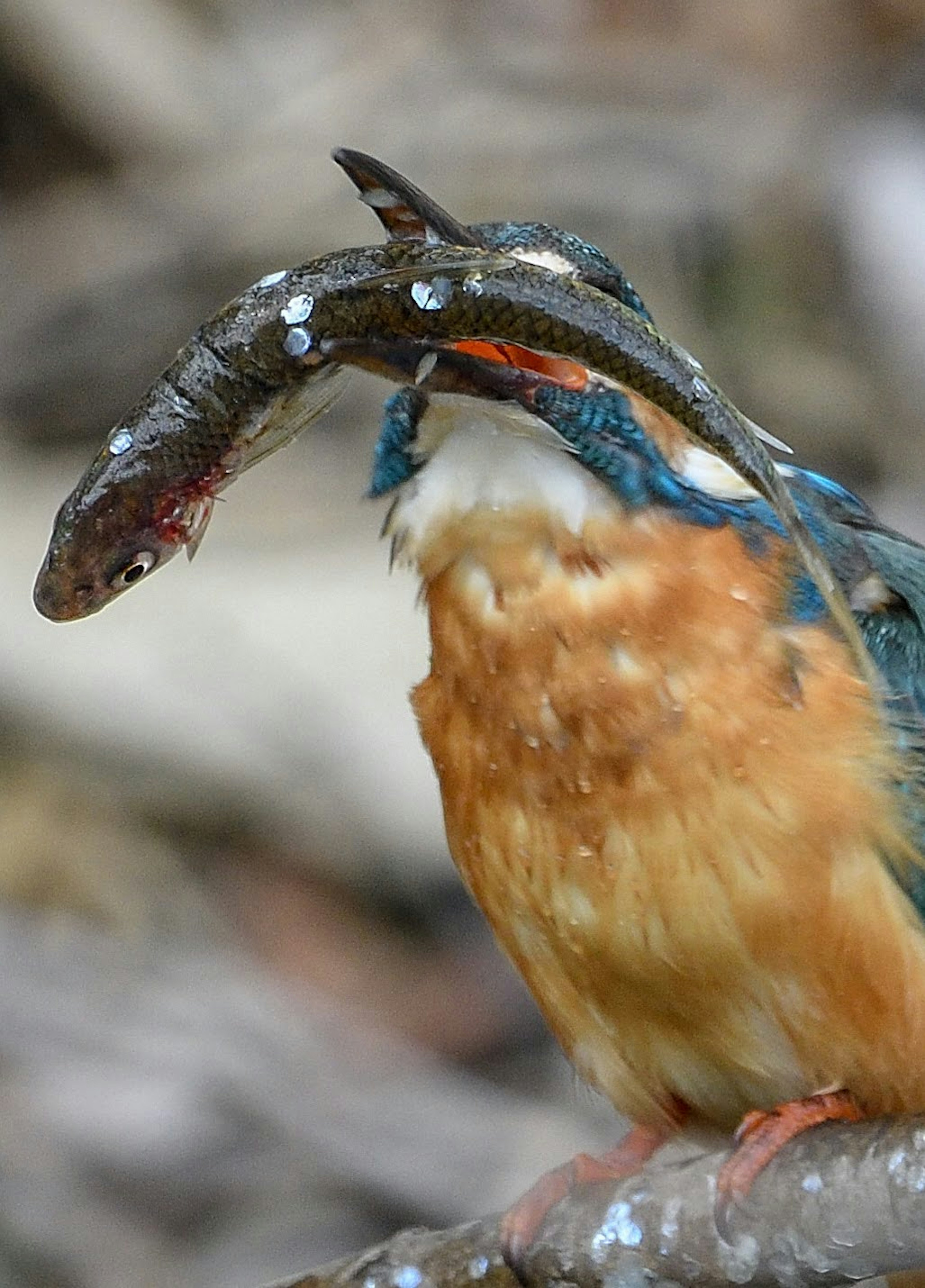 Burung kingfisher memegang ikan di paruhnya