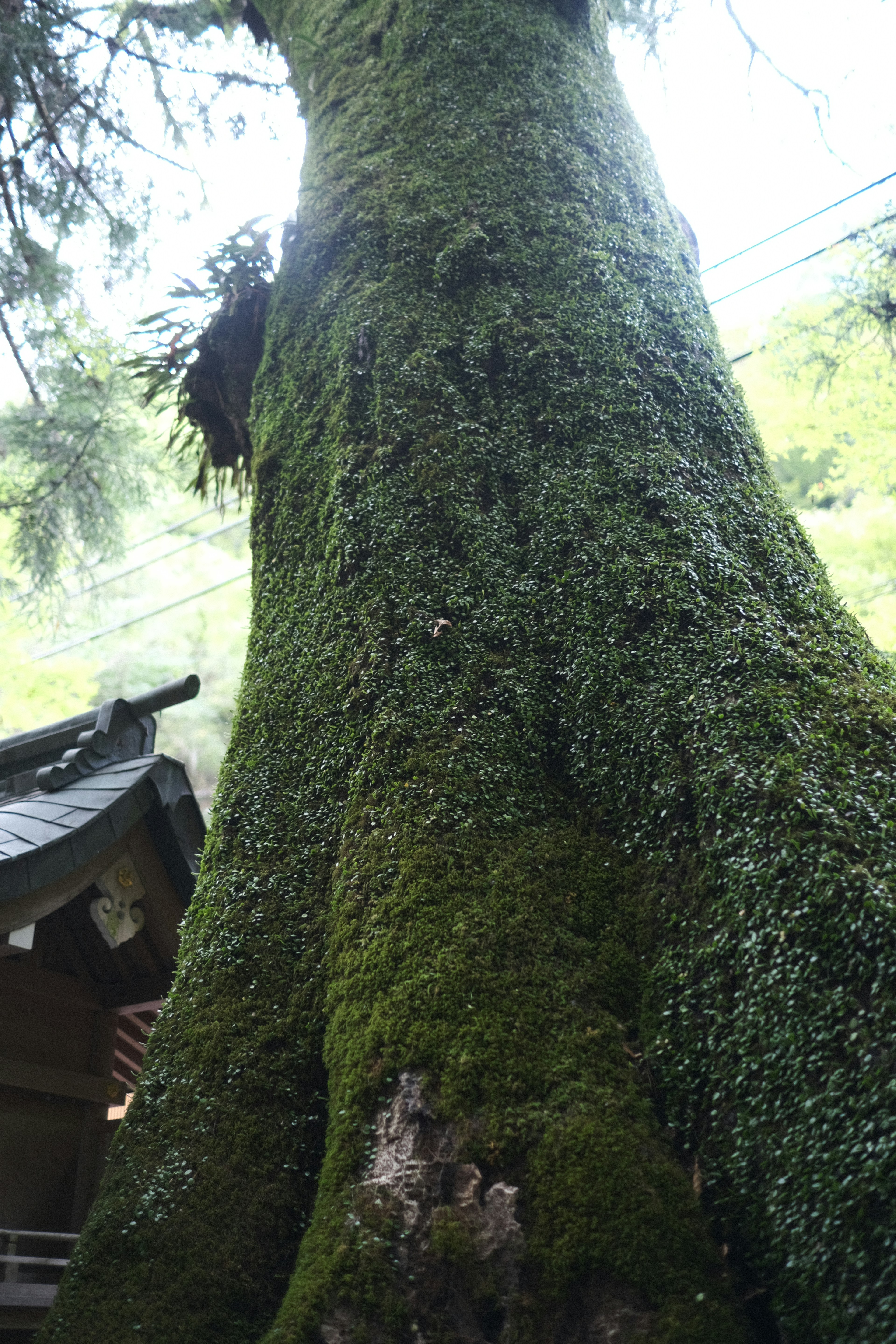 苔むした木の幹と周囲の自然光の景色