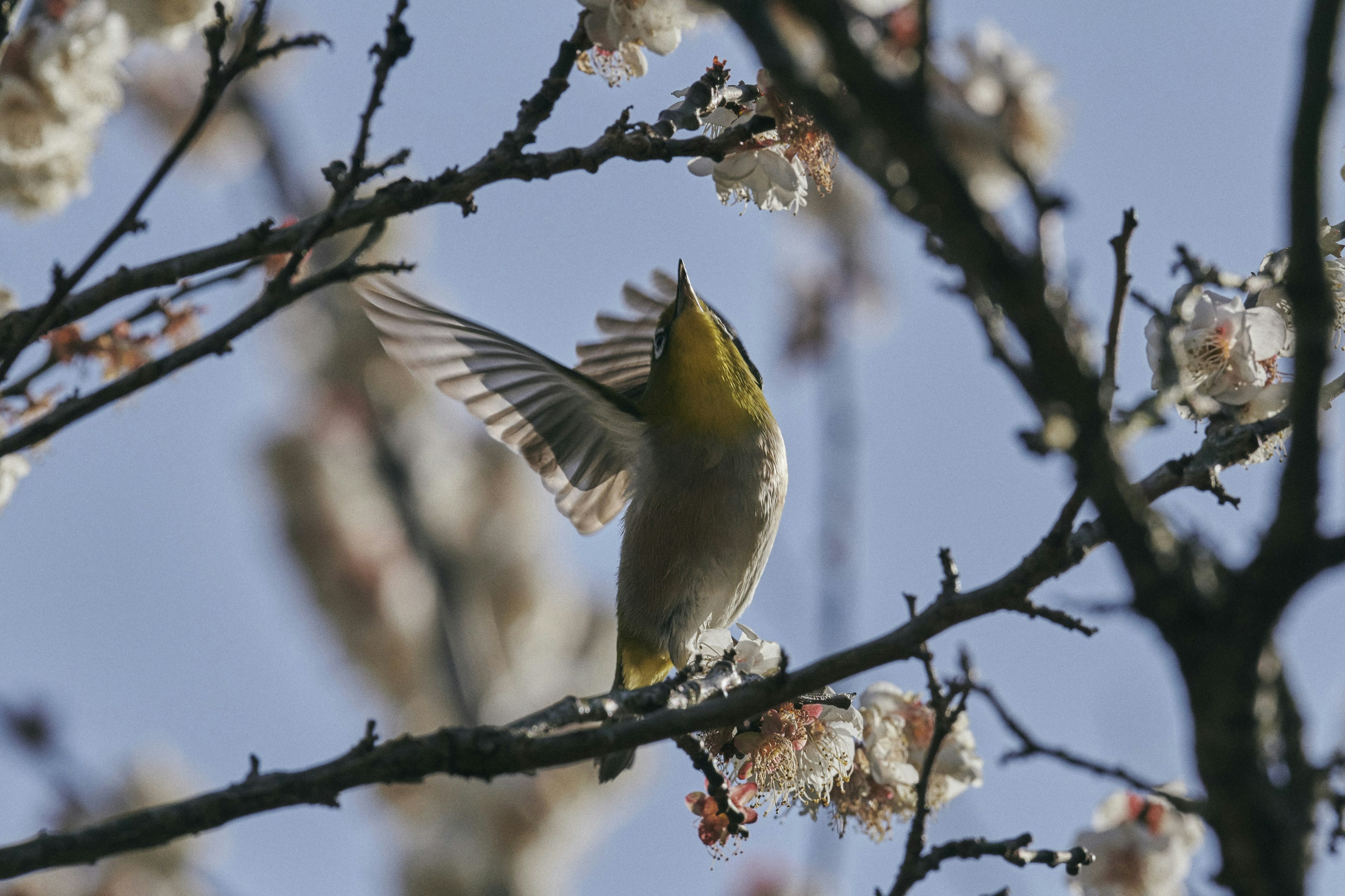 Un petit oiseau déployant ses ailes sur une branche de cerisier en fleurs