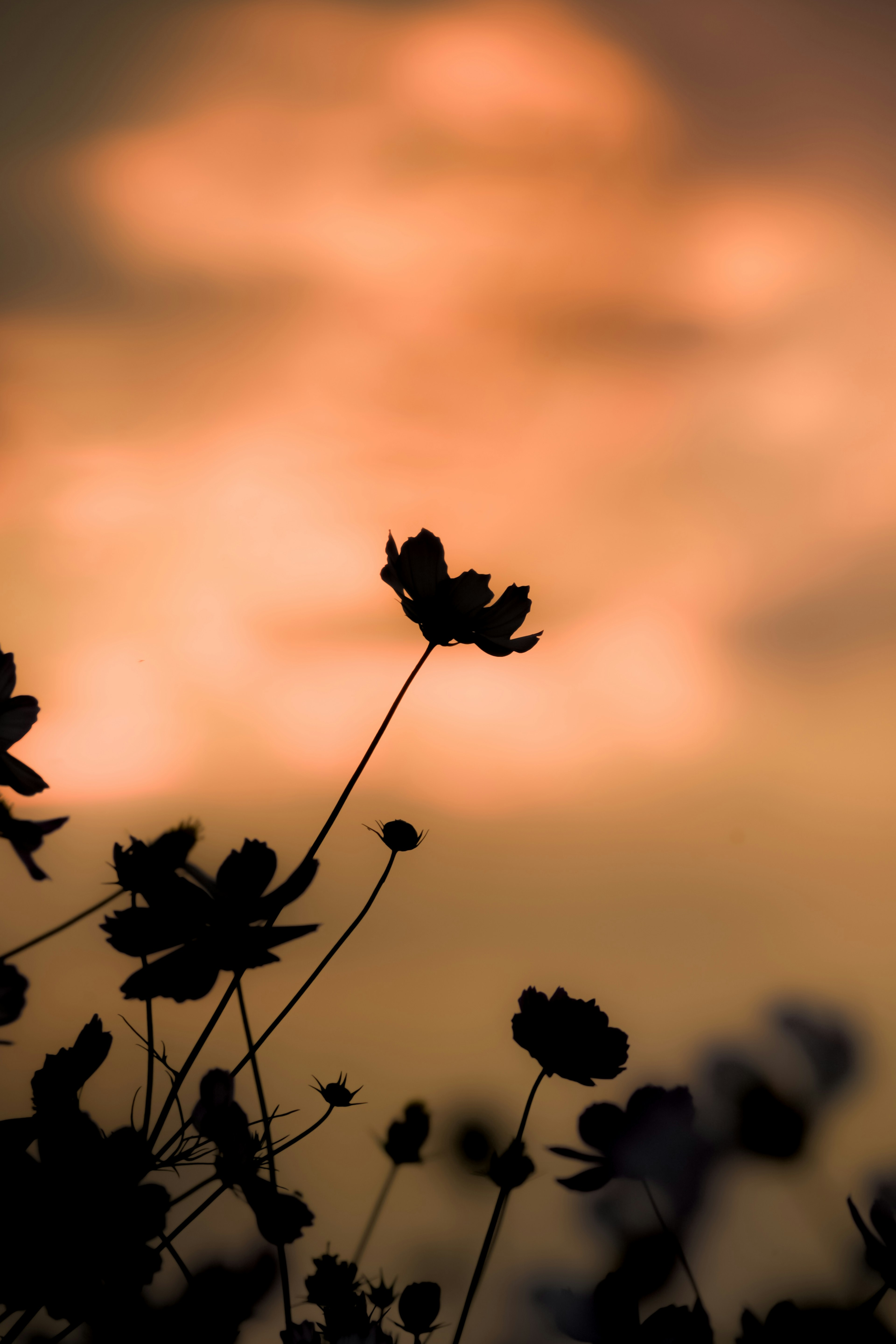 Silhouette di fiori contro un cielo al tramonto