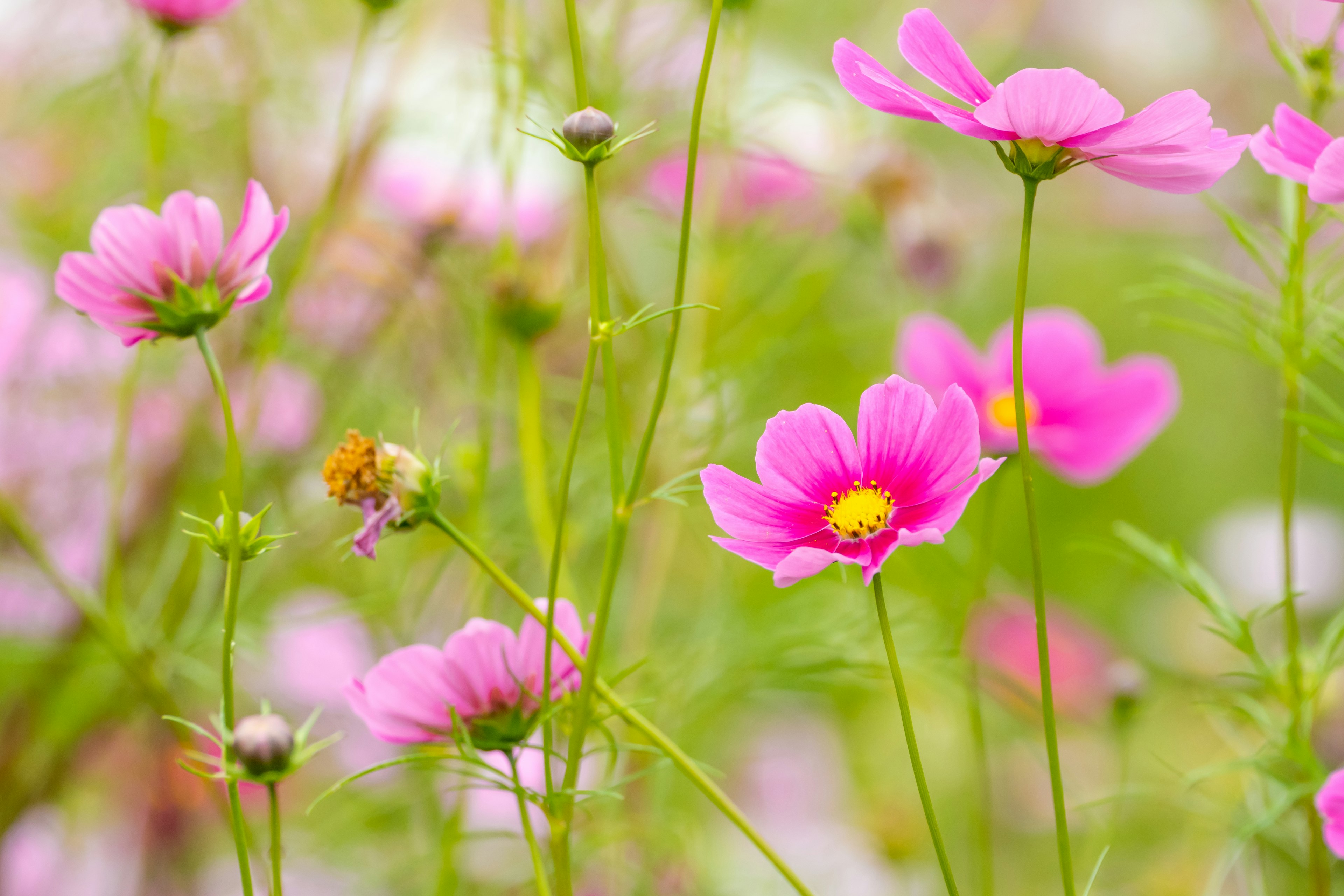 美しいピンクの花が咲いている緑の背景の中にある風景