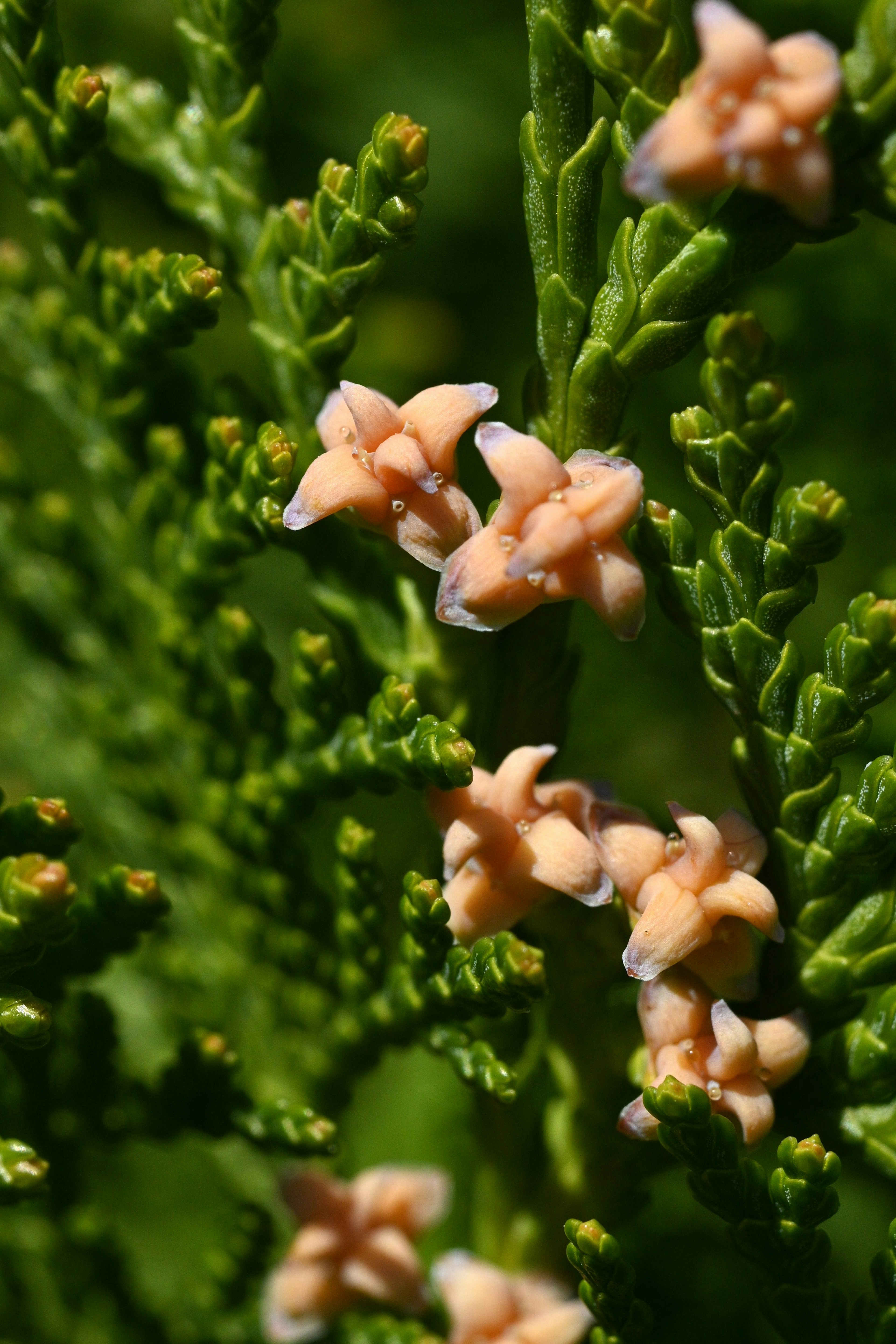 Primo piano di piccoli fiori color pesca tra foglie verdi