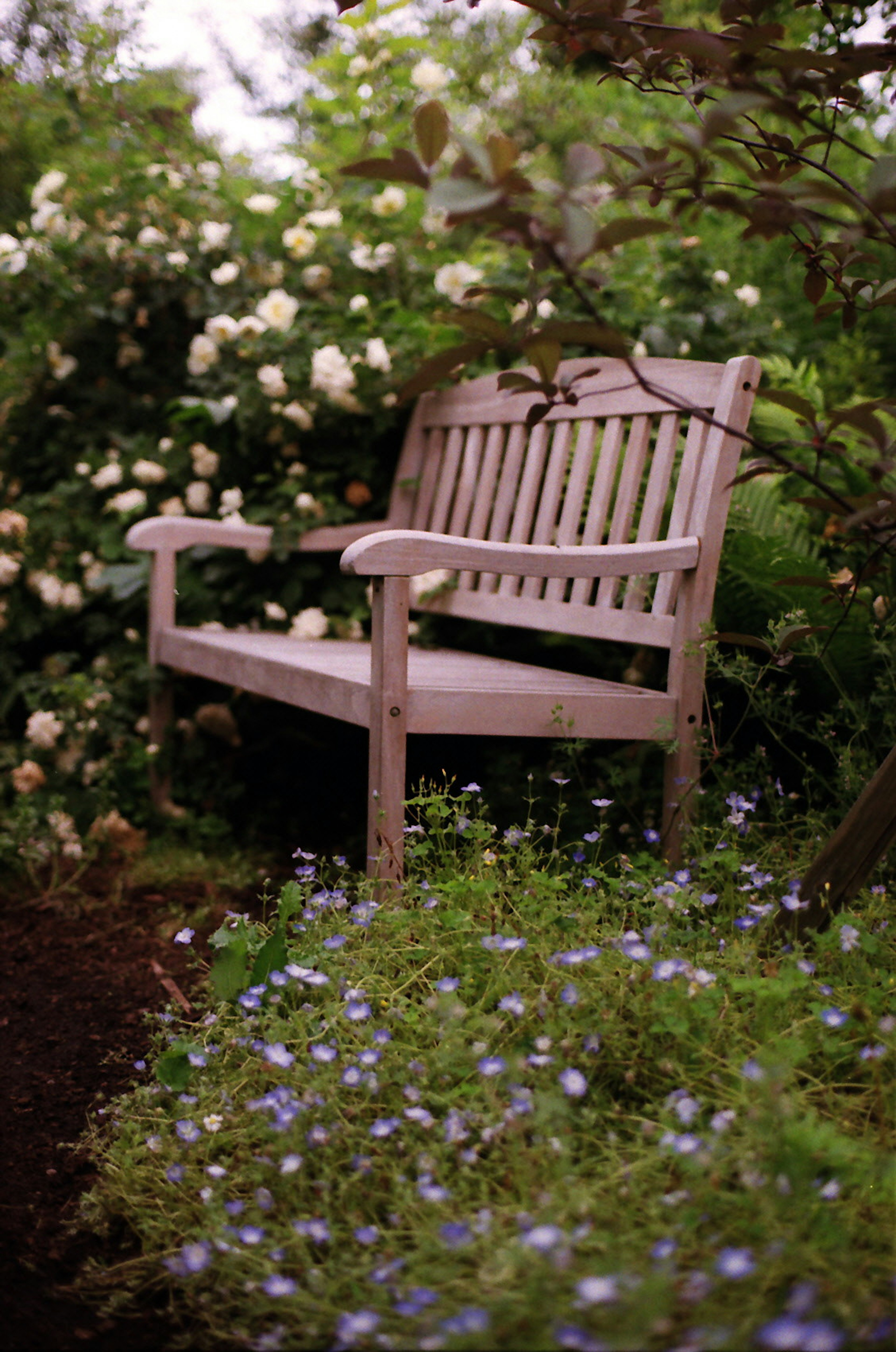 Banco de madera rodeado de flores en un jardín