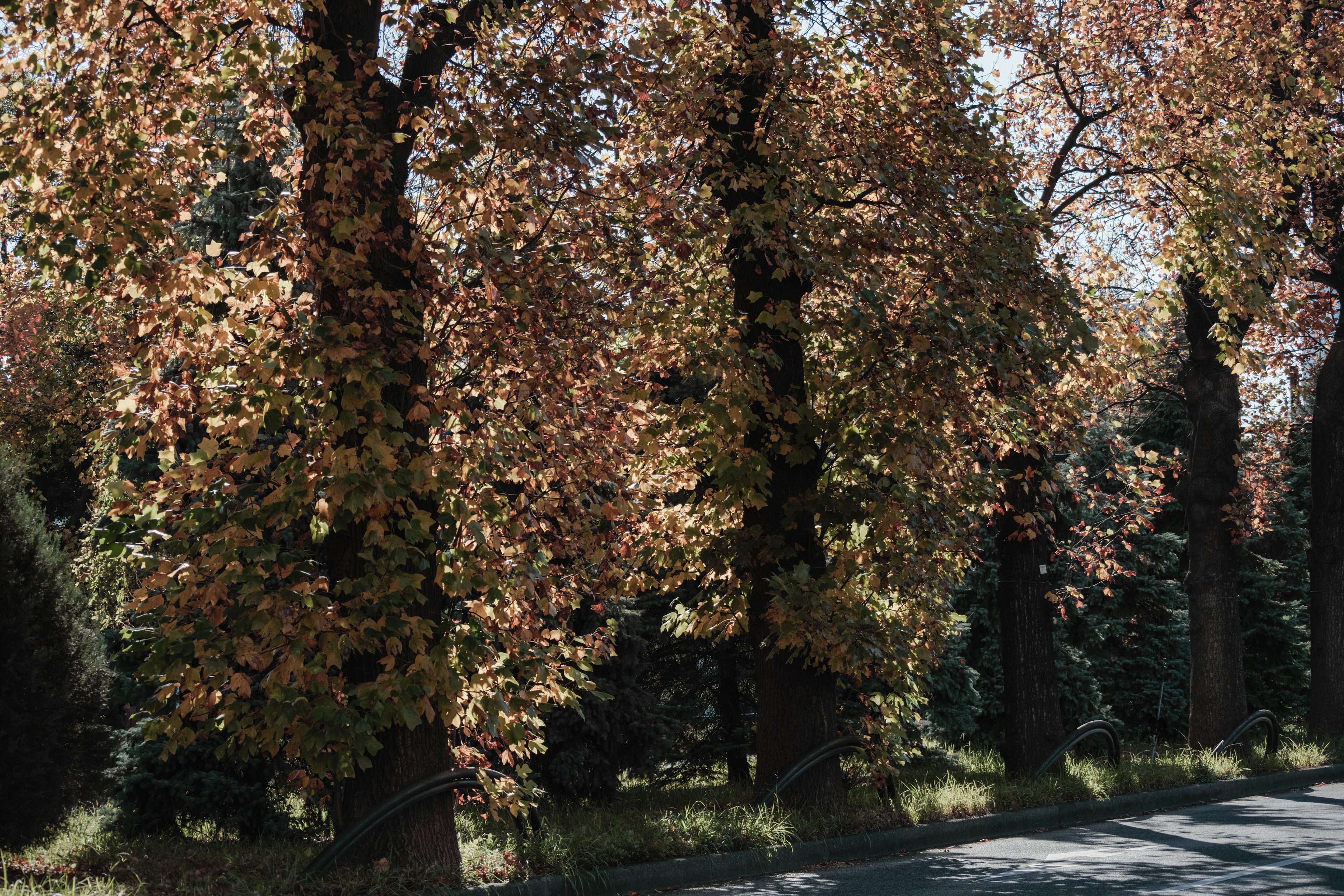 Scenic view of trees with autumn foliage along a road