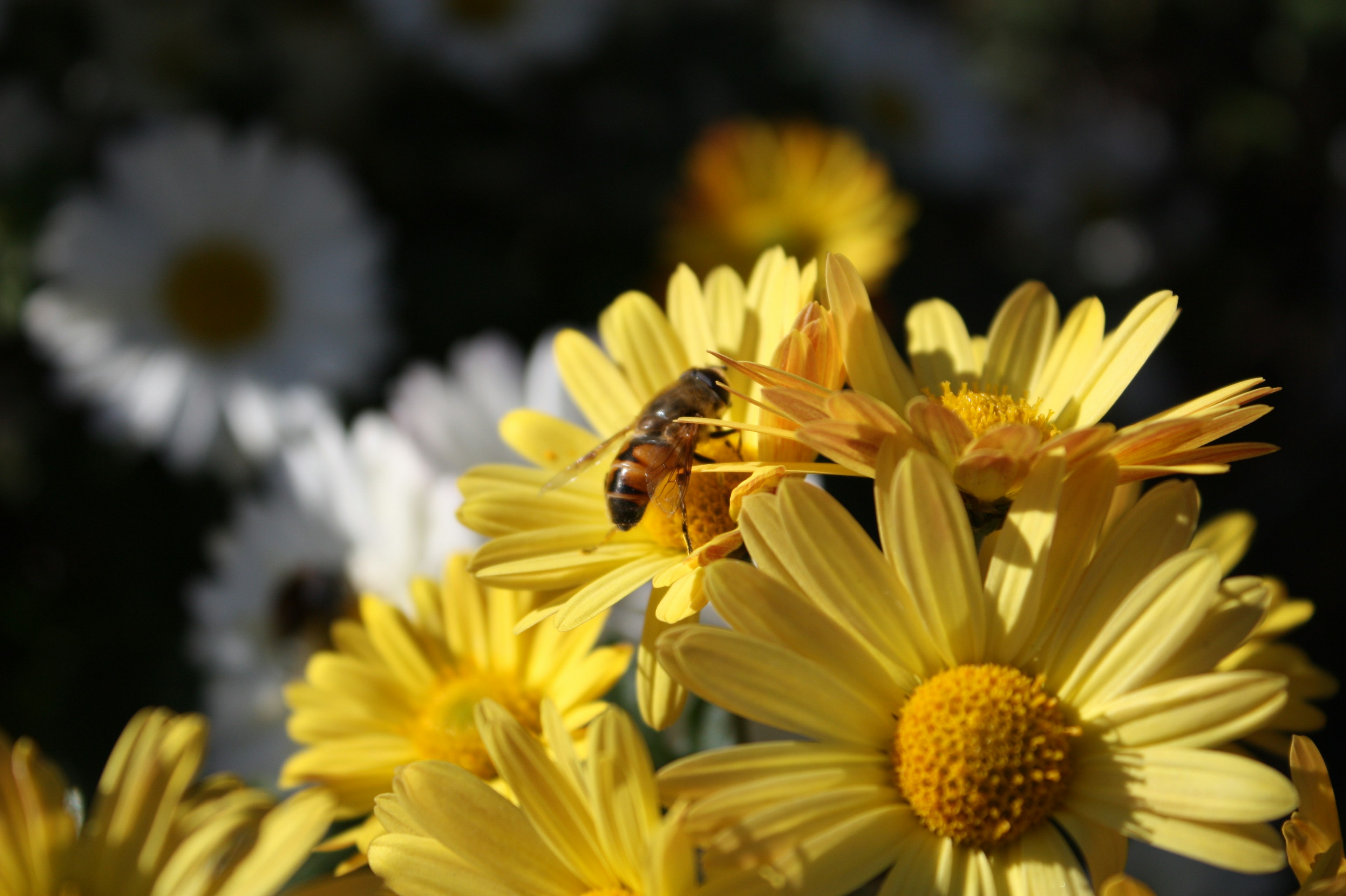 Close-up of a bee on yellow flowers with white flowers in the background