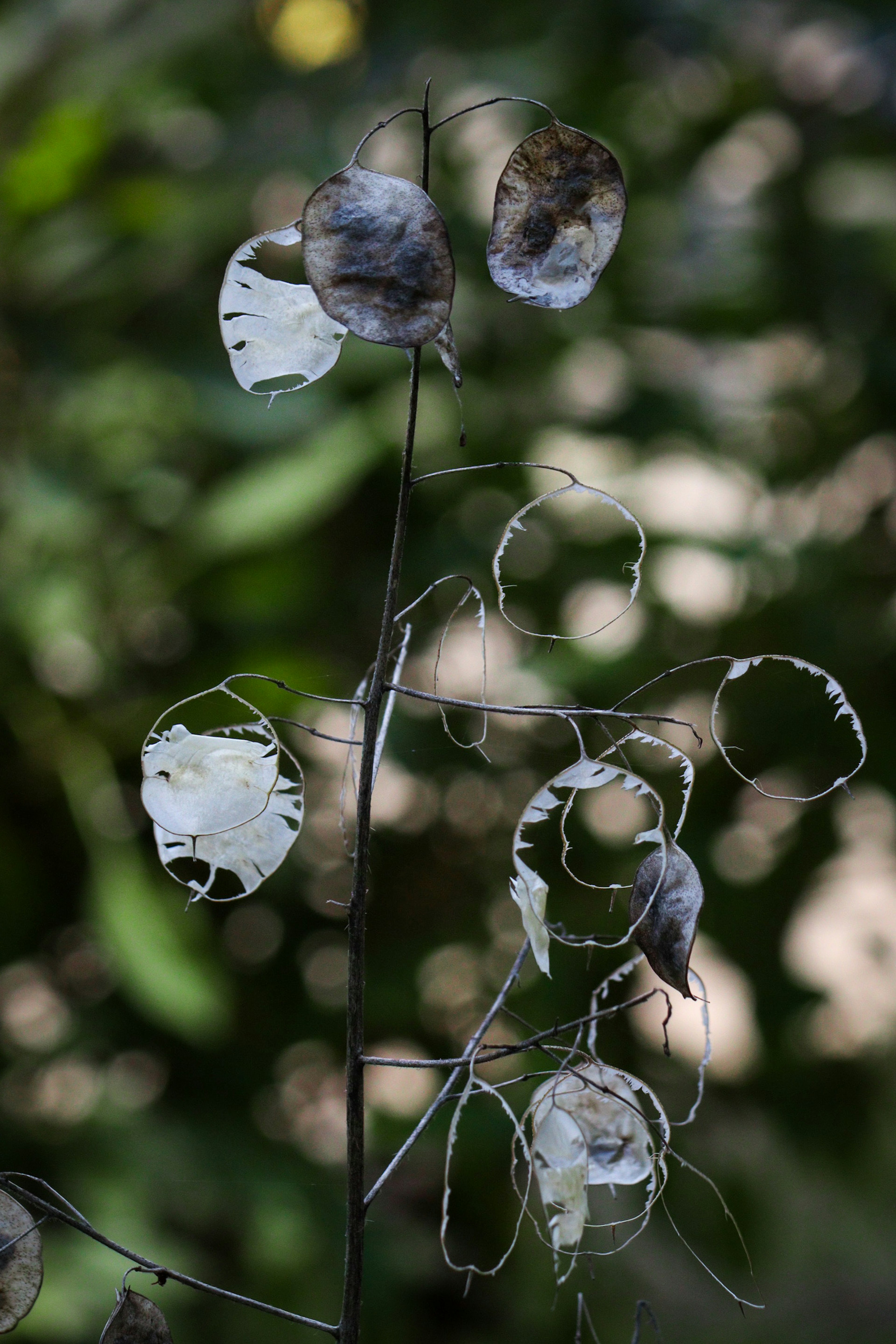 Close-up of a dried plant stem with white seed pods