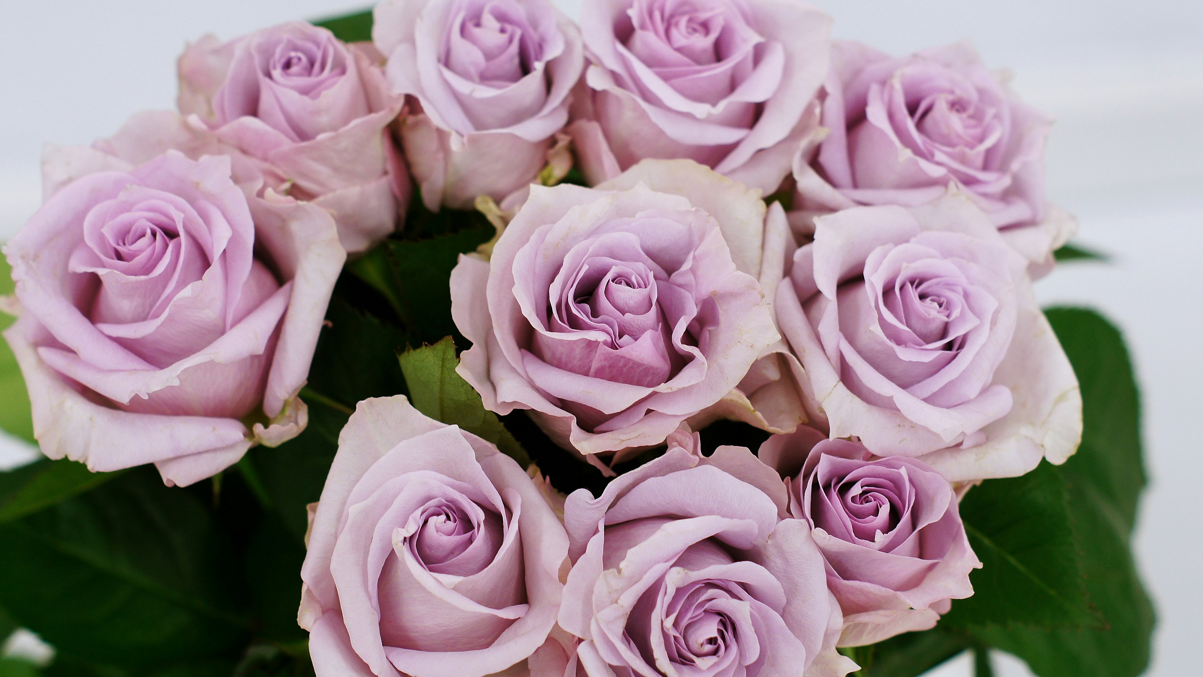 A bouquet of light purple roses surrounded by green leaves