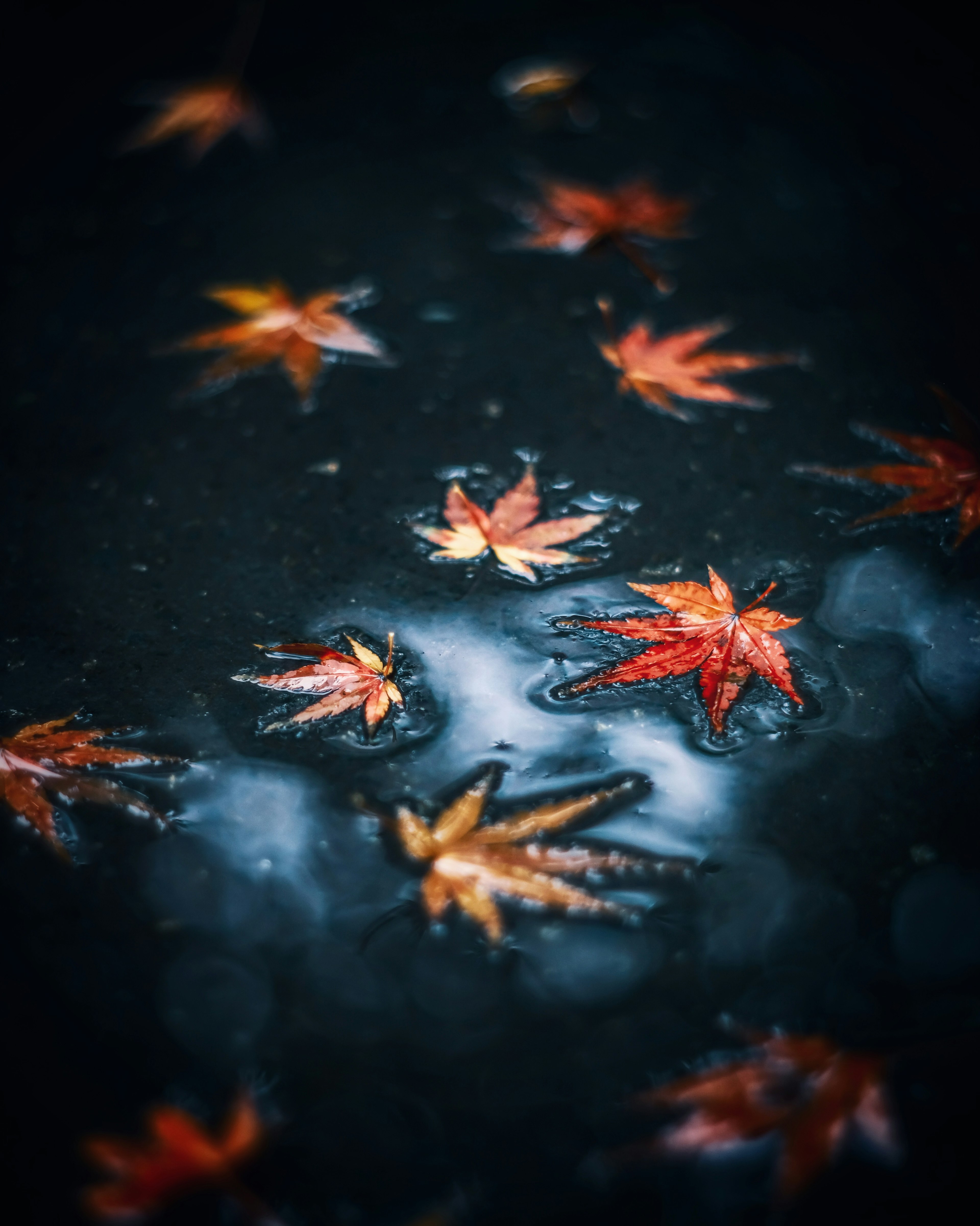 Maple leaves in red and orange floating on a puddle