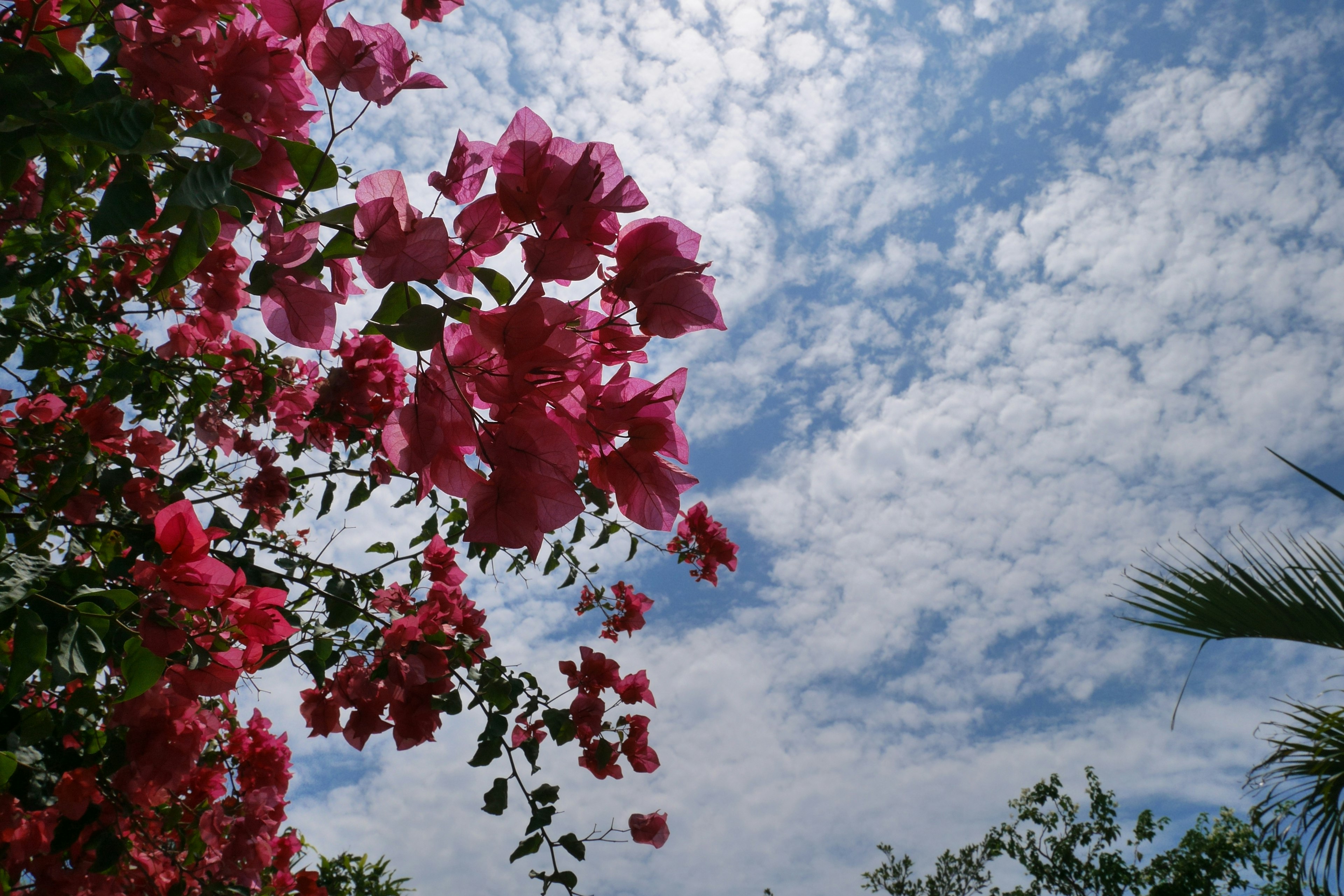 Vibrant pink bougainvillea flowers against a backdrop of blue sky and white clouds