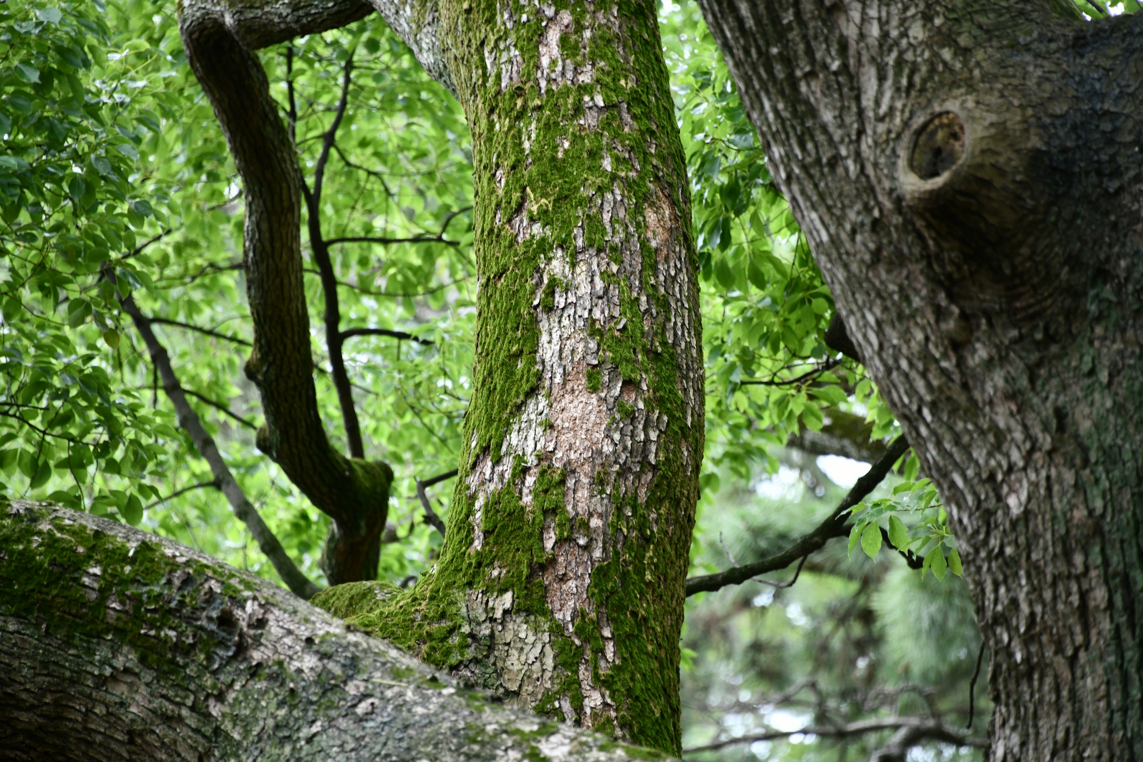 Primo piano di un tronco d'albero circondato da foglie verdi corteccia muschiosa con texture intricate