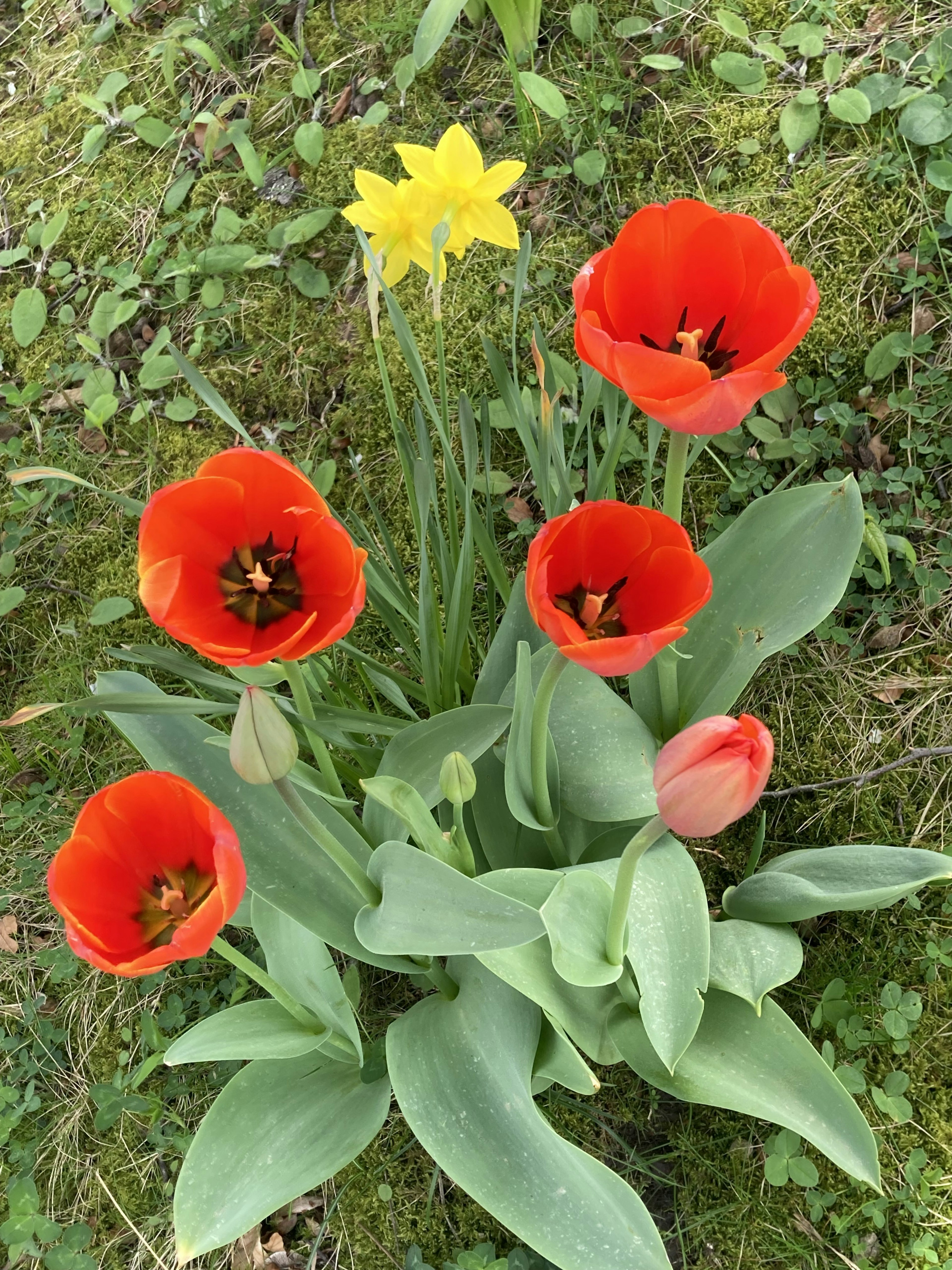 在花園中盛開的紅色鬱金香和黃色水仙花的聚集