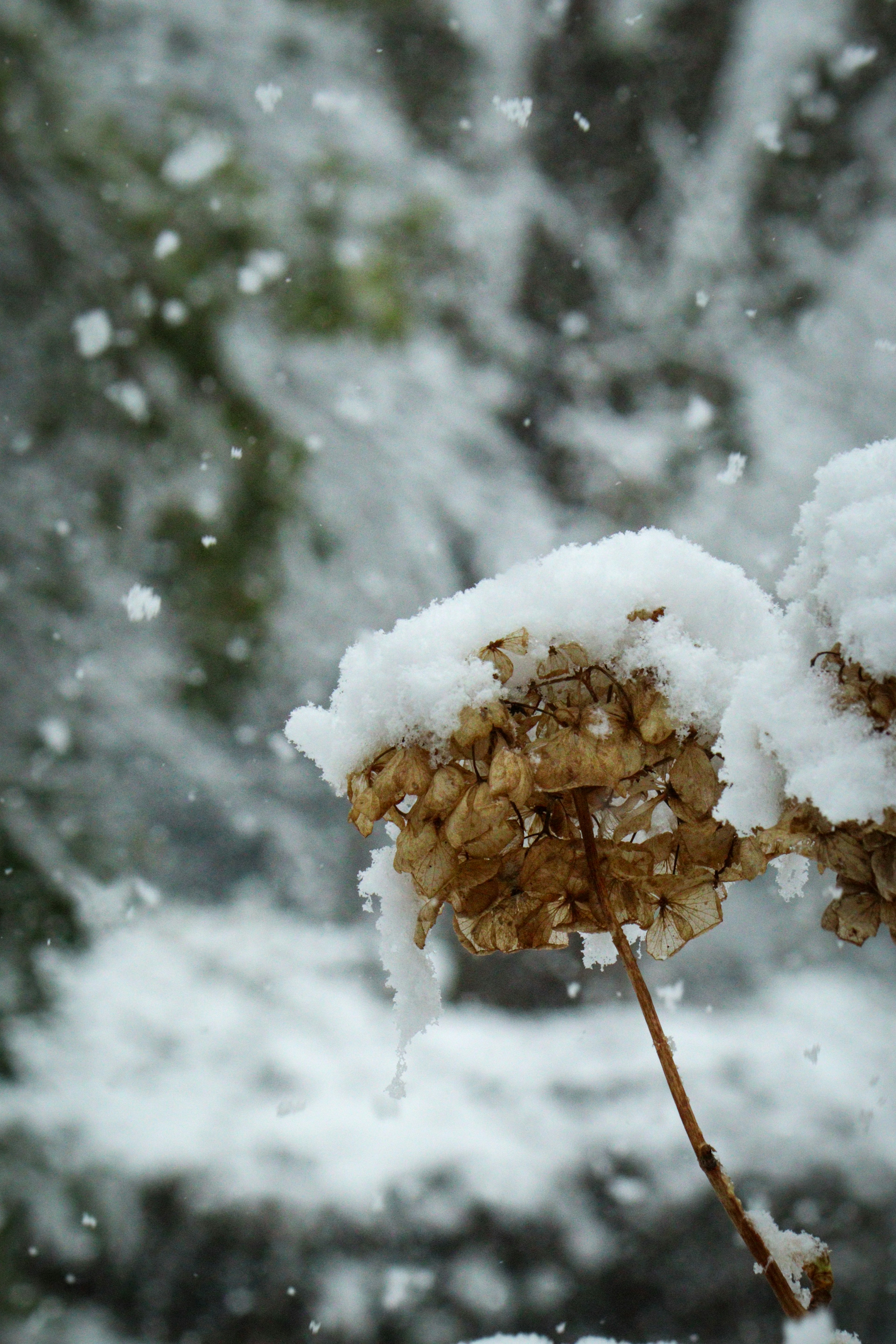 Primo piano di teste di fiori secchi coperte di neve con fiocchi di neve che cadono