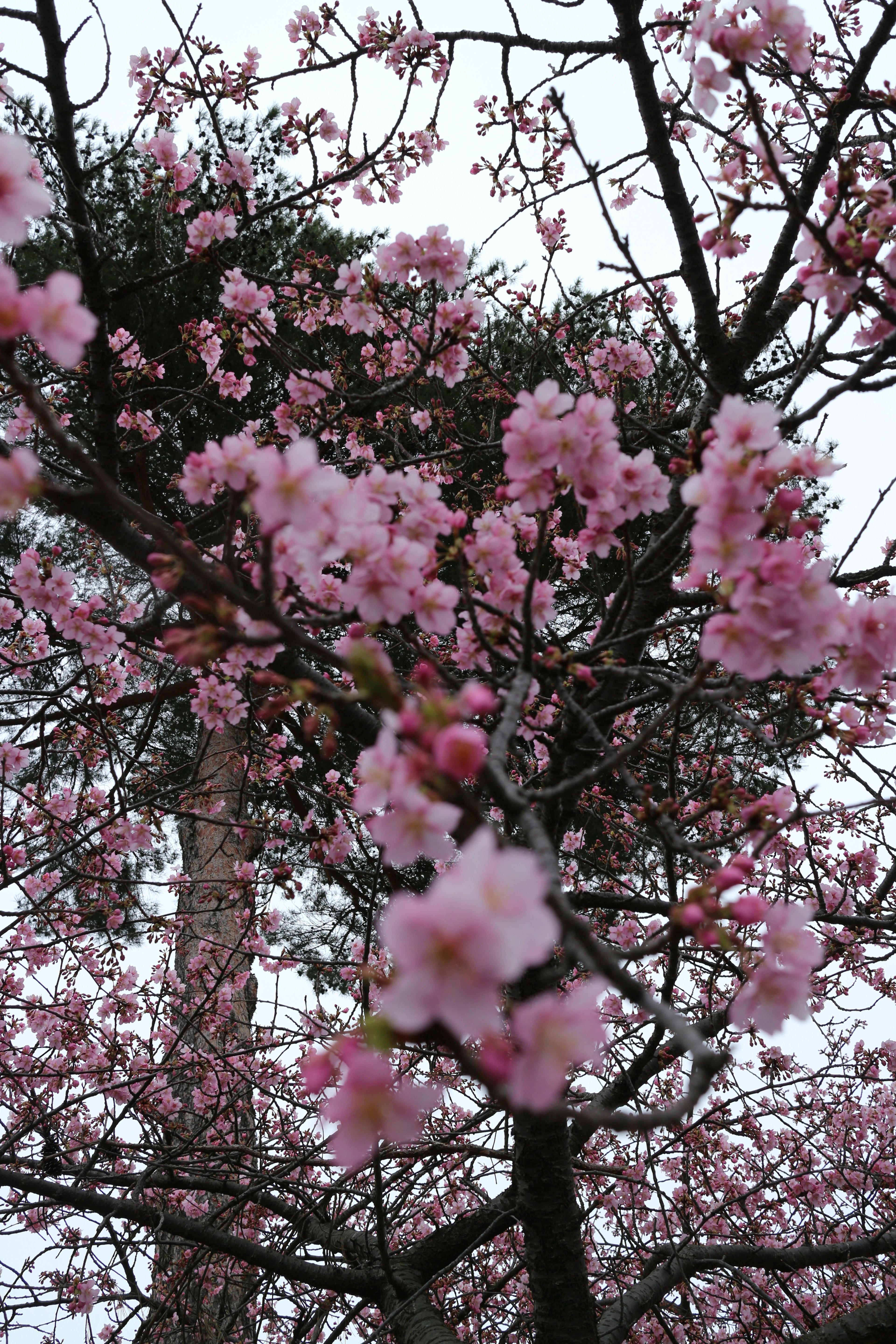 View of cherry blossom tree with pink flowers