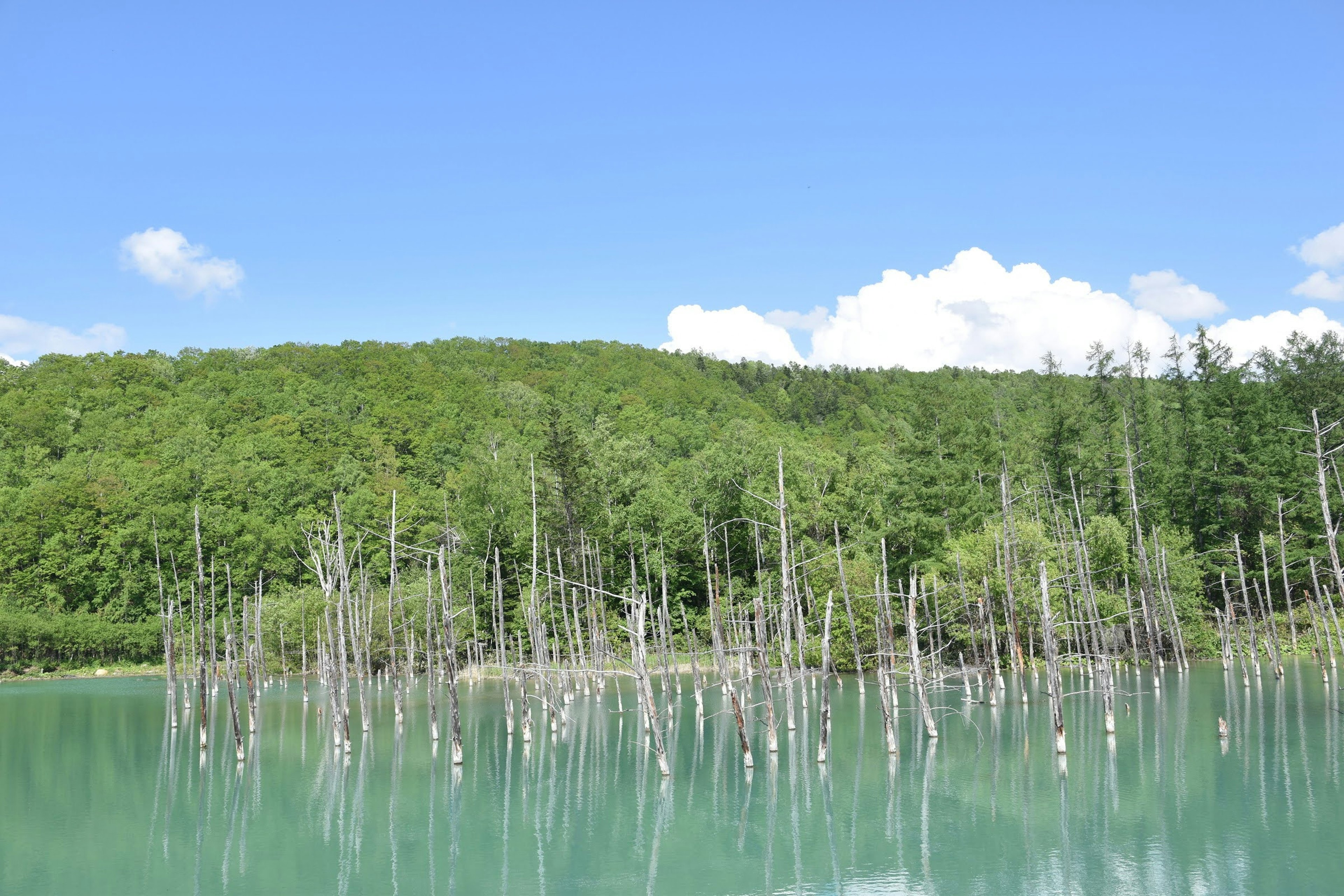 Pemandangan danau biru dikelilingi hutan hijau dengan tunggul pohon terlihat di dalam air