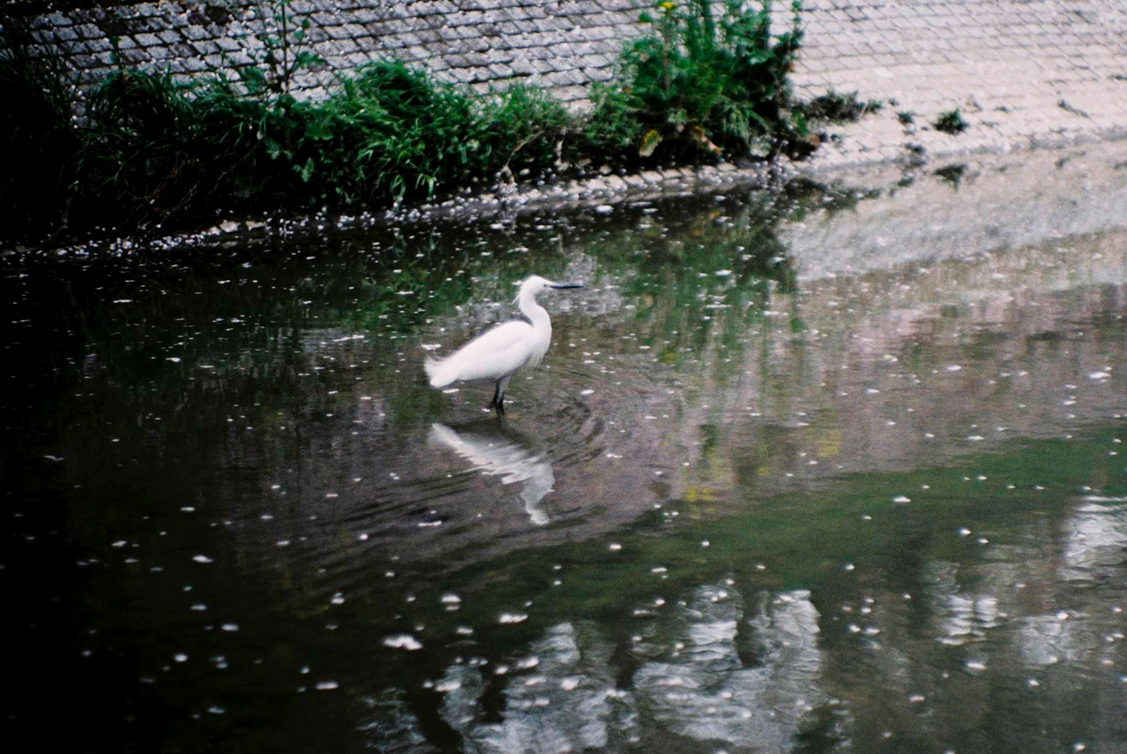 Un uccello bianco in piedi in un corpo d'acqua calmo con riflessi sulla superficie