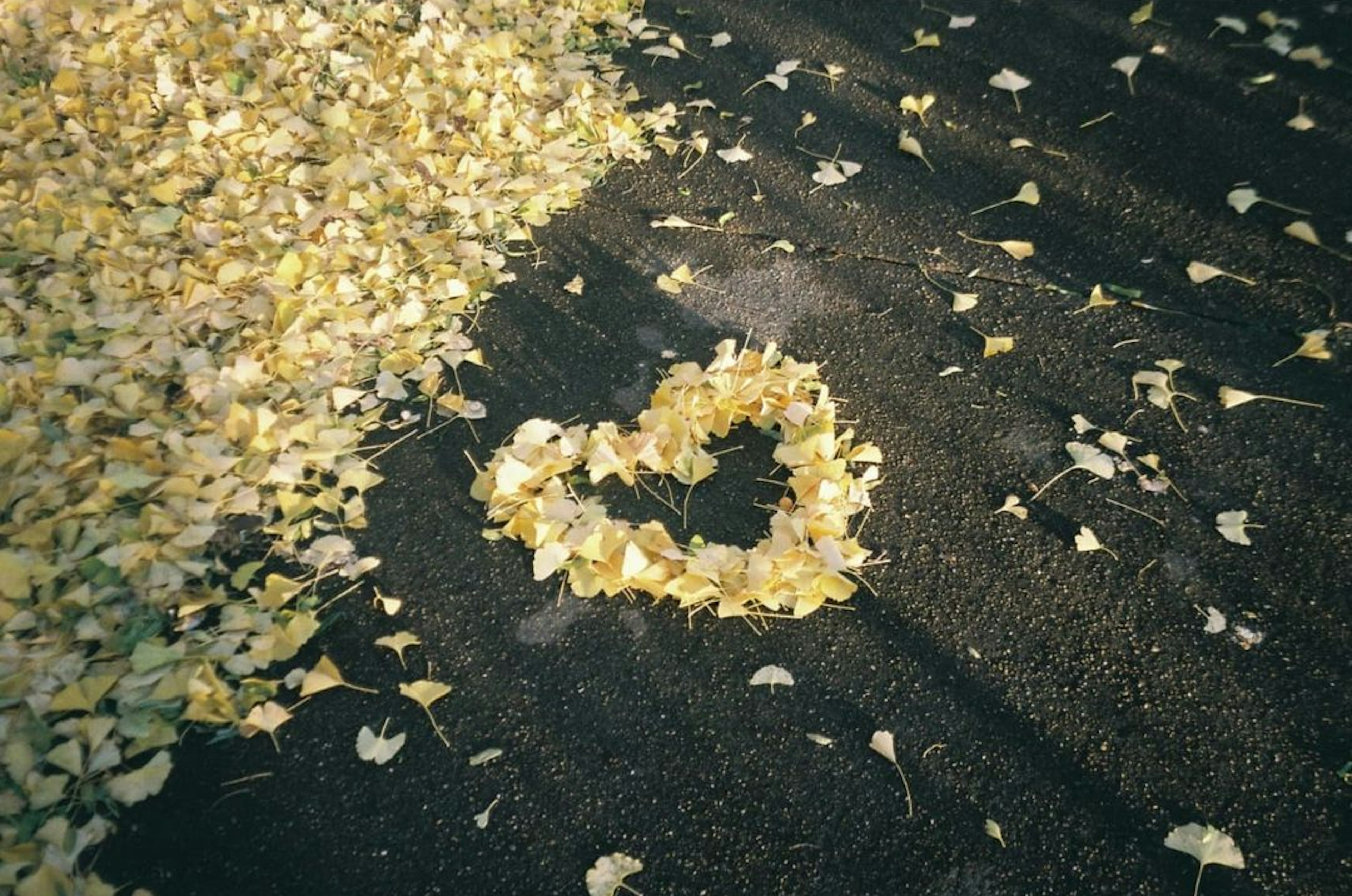 Forma di cuore creata con foglie gialle su una superficie scura circondata da foglie cadute