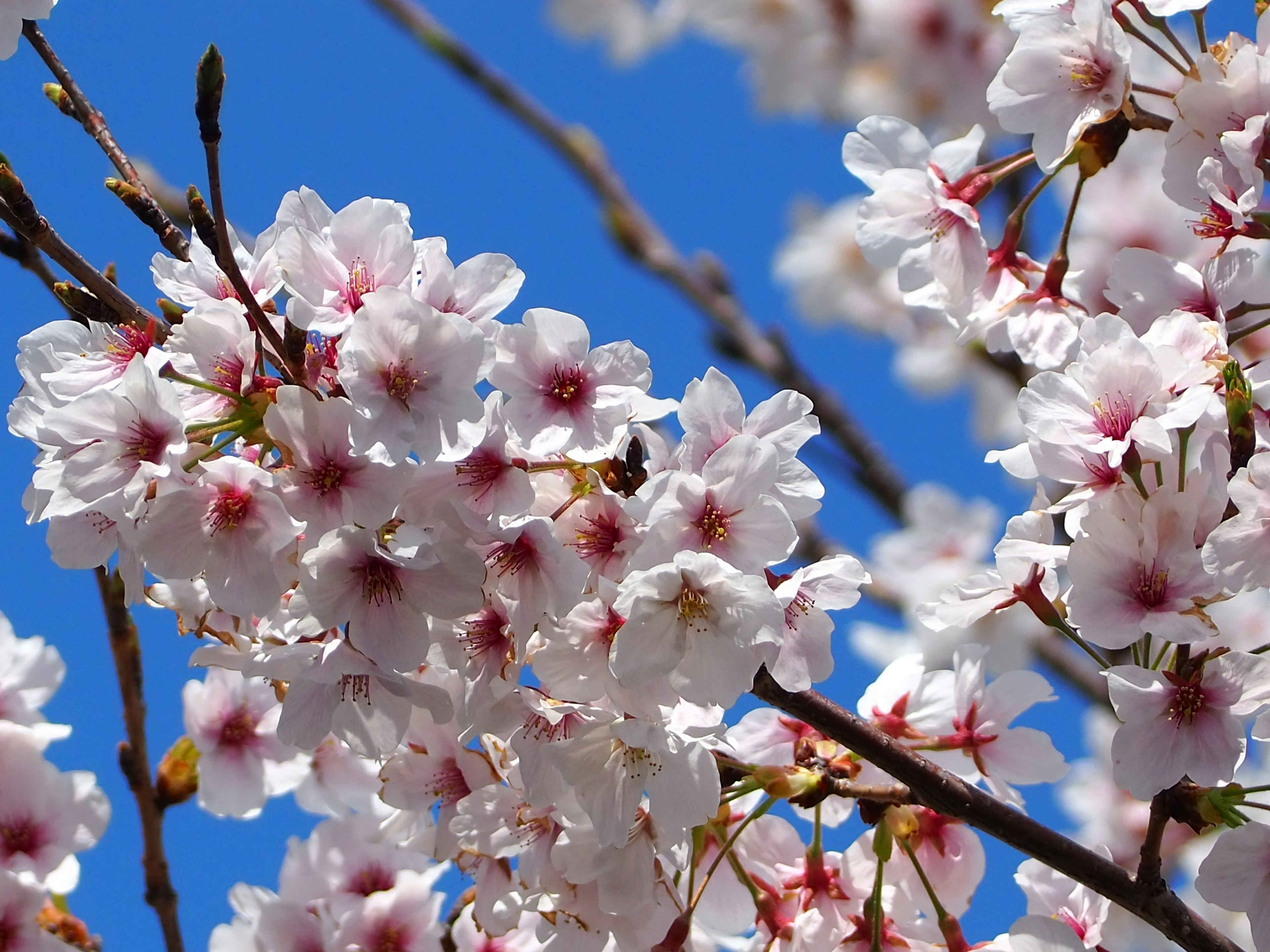 Close-up of cherry blossoms against a blue sky