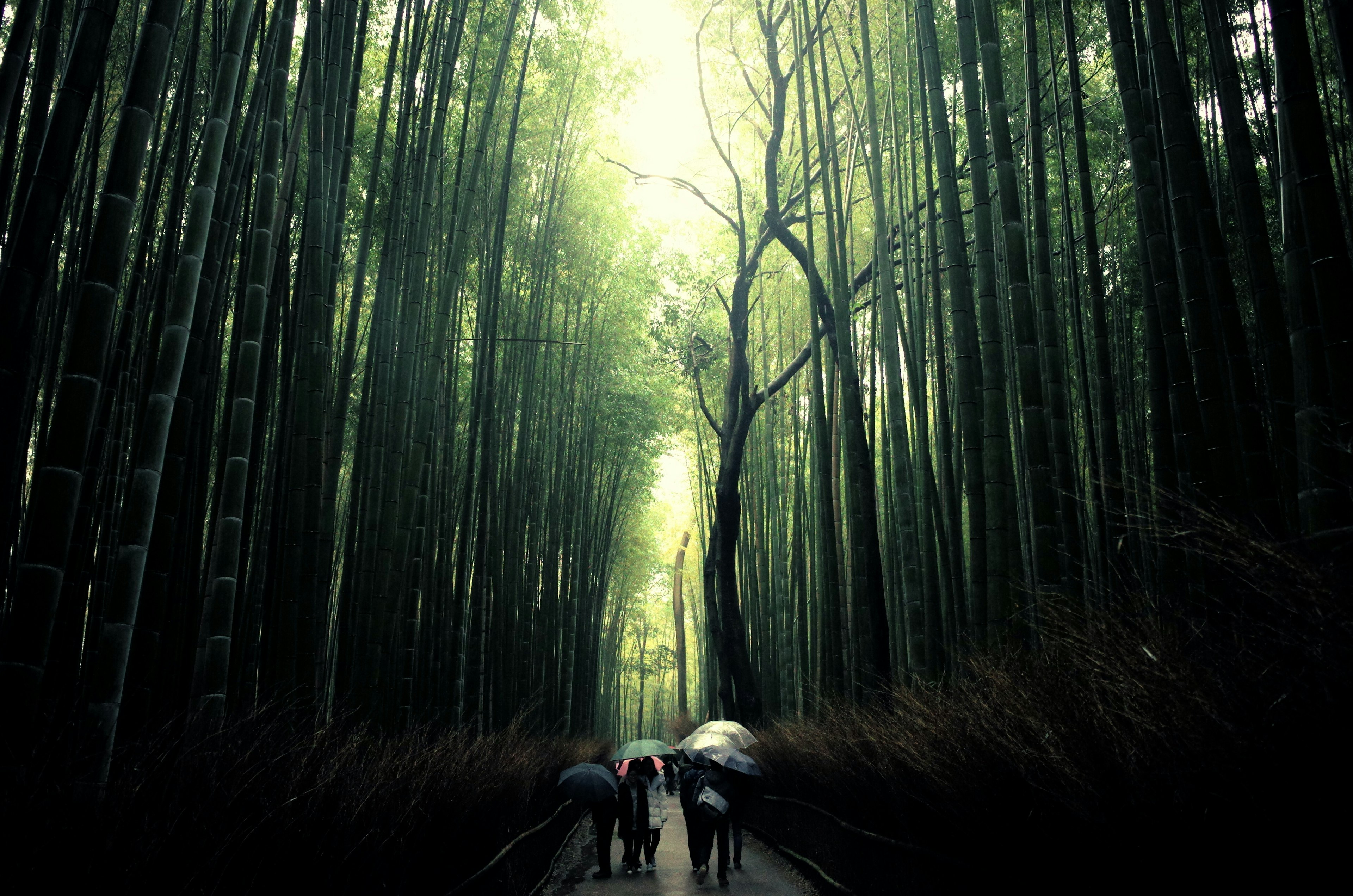 Siluetas de personas caminando a través de un bosque de bambú verde con luz brillante filtrándose