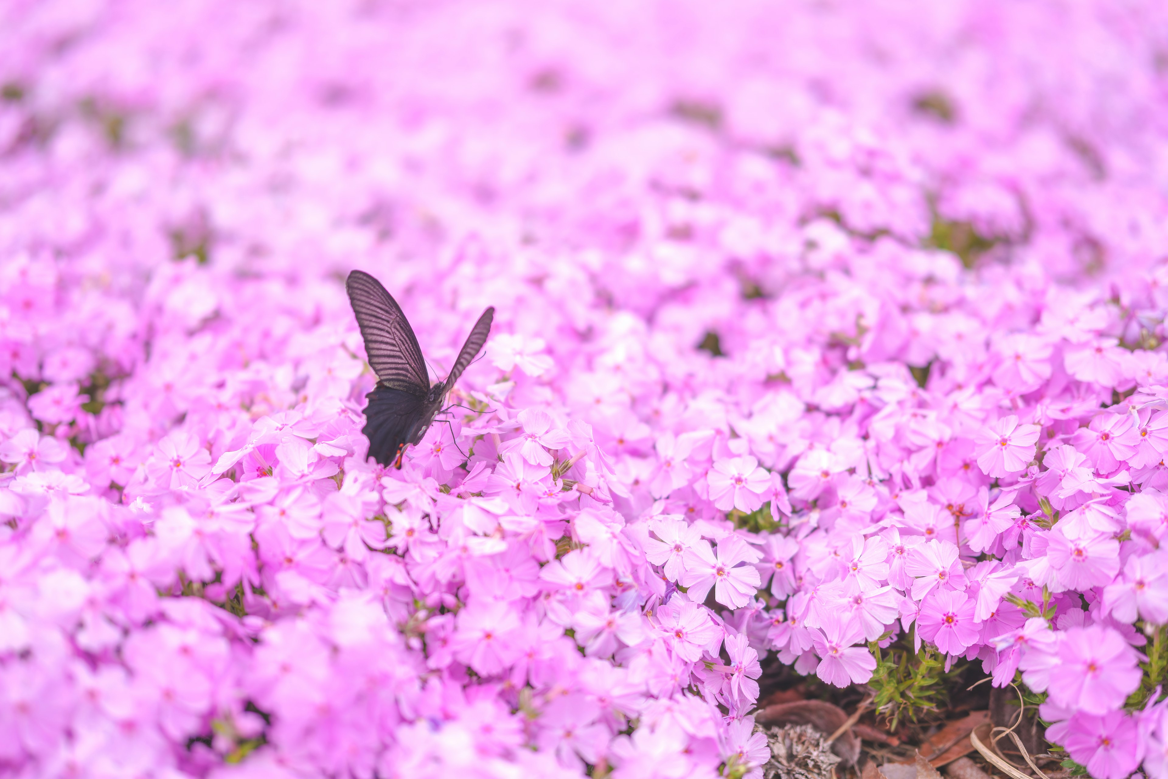 美しいピンクの花の中に黒い蝶が舞っている風景