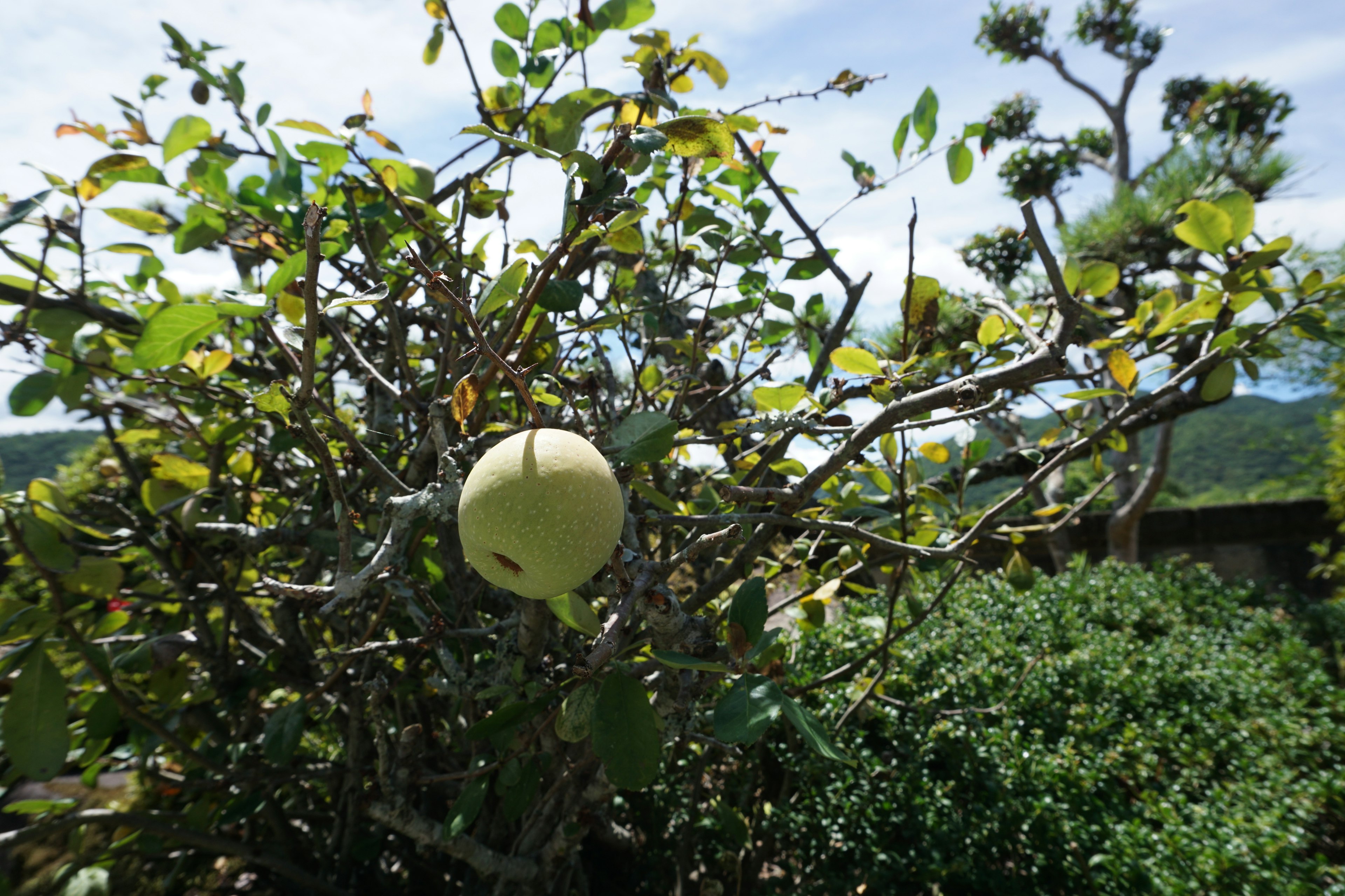 Cabang pohon dengan satu buah dikelilingi daun hijau