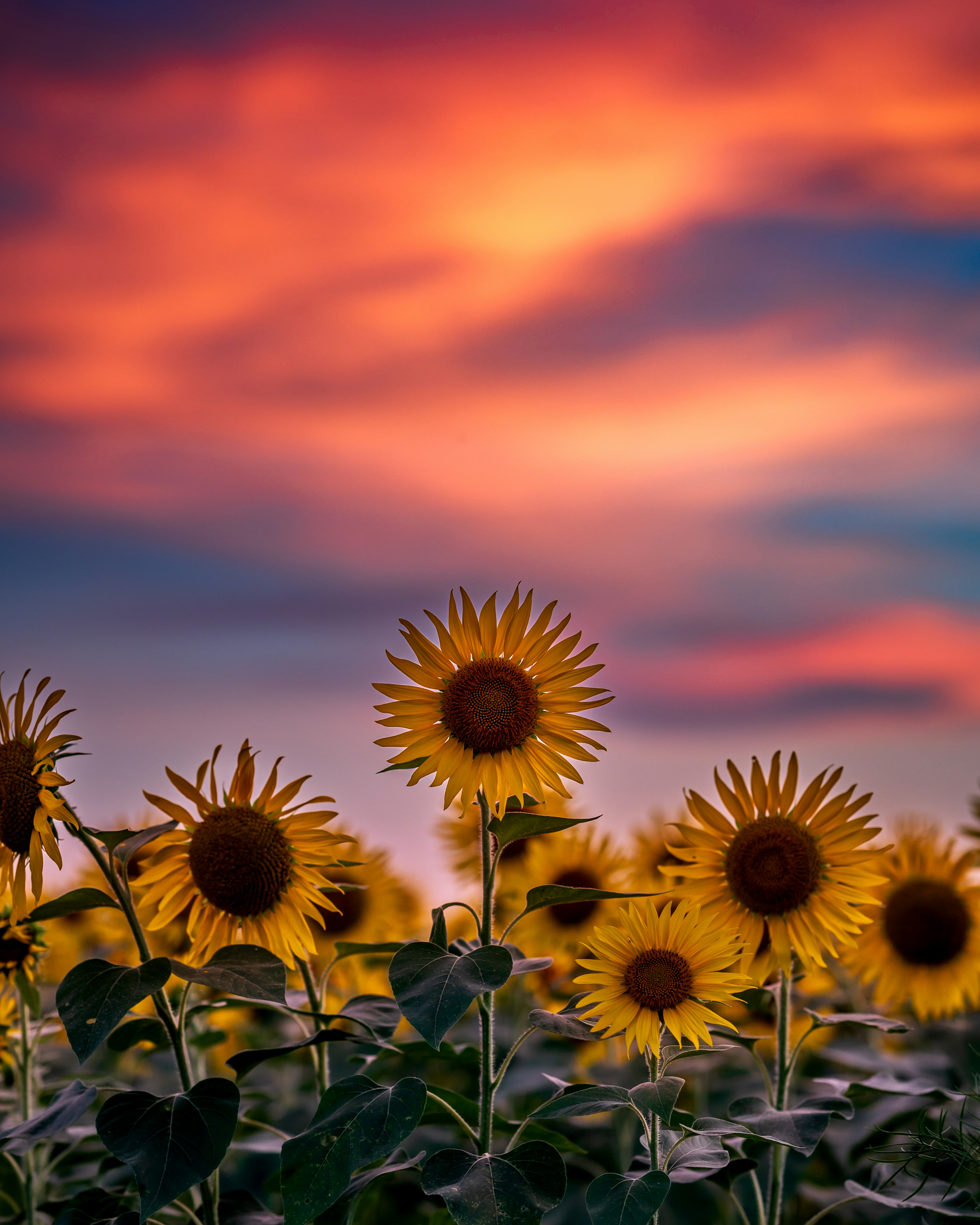 Sonnenblumenfeld bei Sonnenuntergang mit lebhaften Farben