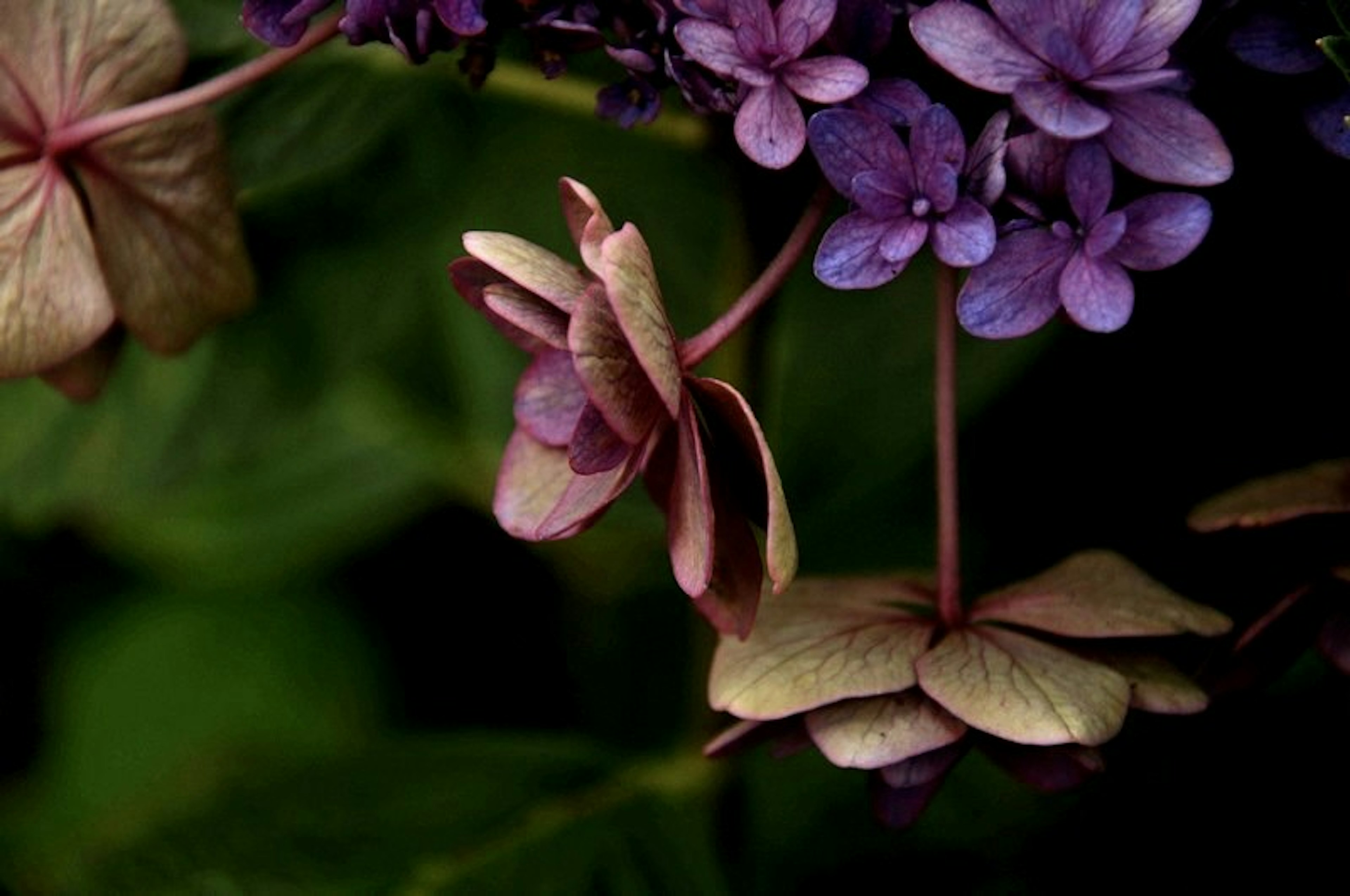 Primer plano de flores moradas con fondo verde