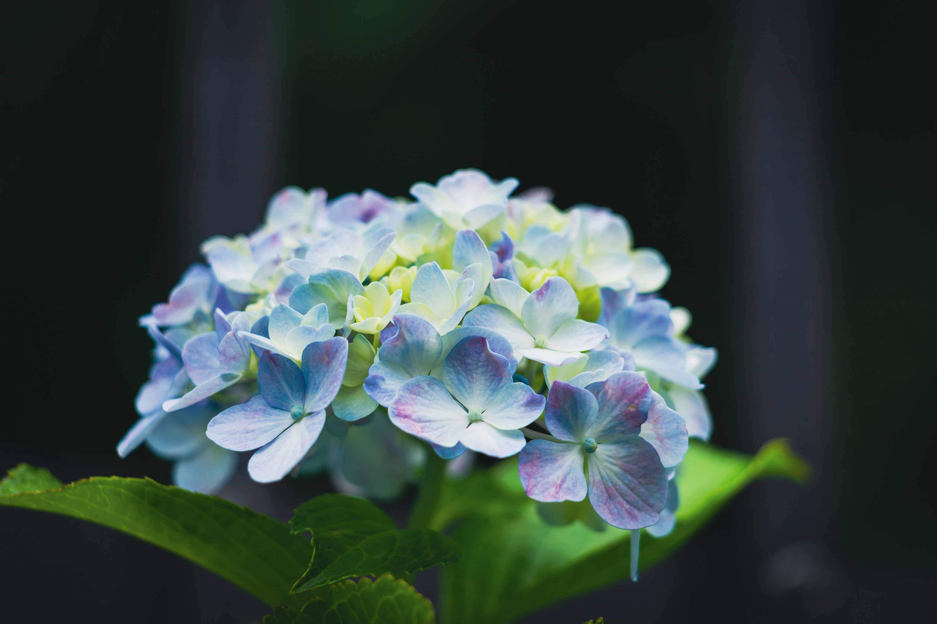 Bunga hortensia dengan kelopak biru dan ungu yang berkilau dengan tetesan air